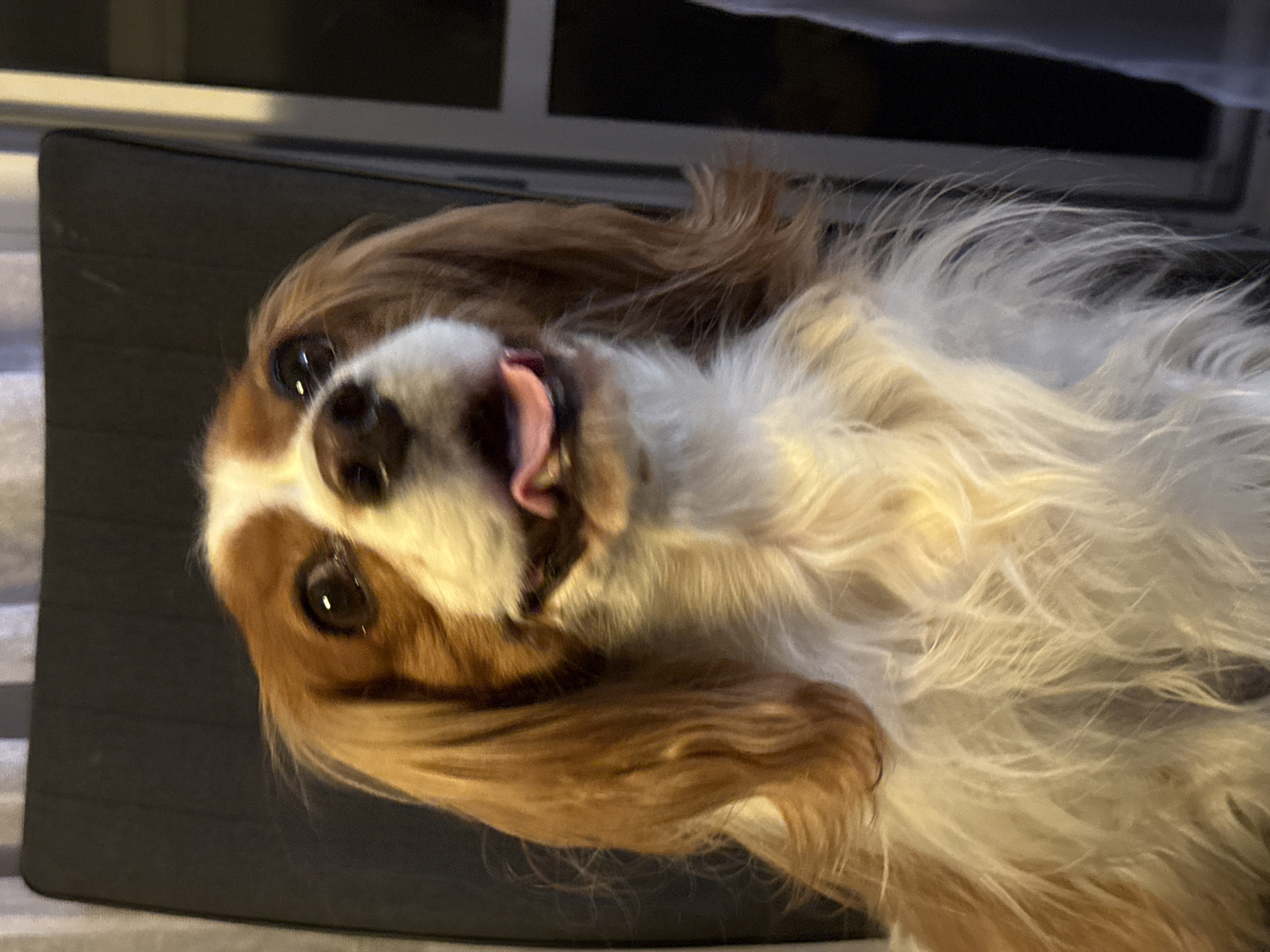 The image features a dog playfully lying on its back, looking up at the camera. The dog appears to be a Cavalier King Charles Spaniel, characterized by its long, flowing fur with distinctive white, cream, and brown patches (blenheim coloring). Its dark, expressive eyes are prominent, reflecting light, and its pink tongue is slightly extended, conveying a happy and curious expression.
The dog's head is positioned towards the upper left, while its body extends diagonally across the frame, showcasing its fluffy chest and belly. It is resting on a dark, possibly grey or black, padded surface, which could be a mat, cushion, or part of a furniture item. The background is dark and out of focus, suggesting an indoor setting with subdued lighting. Some faint, indistinct horizontal lines are visible in the upper background, possibly indicating a window or piece of furniture.
The soft, warm lighting suggests the photograph was taken indoors, possibly during the evening or in a dimly lit room. The dog's relaxed posture and cheerful expression indicate a playful mood and comfort in its surroundings. There is no visible text within the image, and no specific visual cues to indicate the location context of Sofia, Bulgaria.