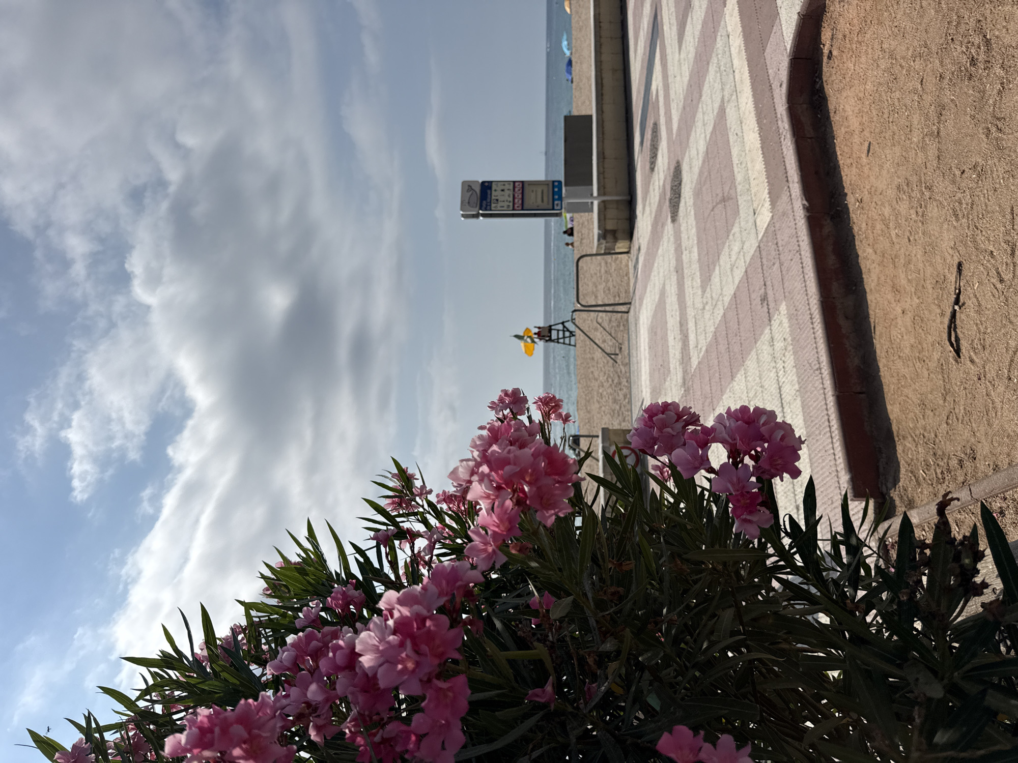The image depicts a view of the beach in Blanes, Spain, with a focus on a flowering bush in the foreground. The bush, laden with clusters of pink oleander flowers, occupies the left side of the frame, its dense green foliage contrasting with the bright blossoms.
Beyond the bush, the scene opens up to a sandy beach and a paved promenade. The promenade features a geometric pattern of light and dark squares, suggesting a well-maintained public space. In the middle ground, a lifeguard stand with a yellow umbrella is visible, occupied by a person in uniform, scanning the sea. Several beachgoers are scattered across the sand, some relaxing under umbrellas, while others are in the water.
The sea stretches out to the horizon, meeting a sky filled with a mix of white and gray clouds. The overall atmosphere is serene, indicative of a pleasant day at the beach. A signpost near the lifeguard stand likely provides information for beach visitors, common in tourist areas like Blanes. The sand-covered ground in the immediate foreground suggests a transition zone between the promenade and the beach itself.