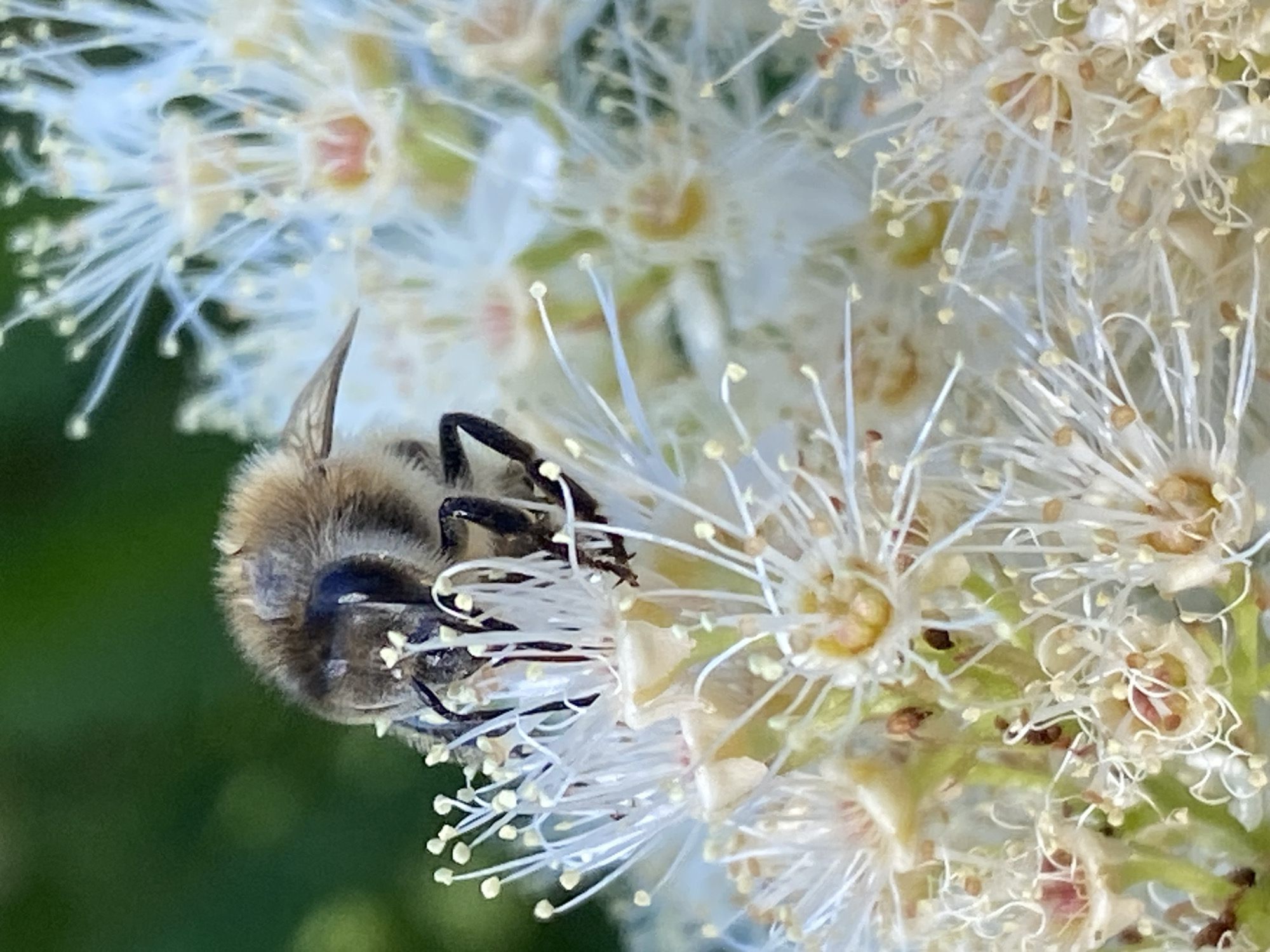 A macro photograph captures a bee on a cluster of delicate, white flowers. The bee, primarily in the lower left quadrant of the image, is fuzzy and brown, with visible black legs and stripes on its abdomen. It appears to be actively engaged with the flower's stamens, which are thin and white with tiny yellow tips, resembling delicate brushstrokes. The background is a soft blur of green foliage, suggesting an outdoor setting, likely a garden or natural environment. The lighting is bright, highlighting the intricate details of the bee and the floral structure. The focus is sharp on the bee and the immediate surrounding flowers, with the rest of the scene softly out of focus, creating a shallow depth of field that emphasizes the subject. The overall impression is one of nature's intricate beauty and the vital role of pollinators. No text is visible in the image.