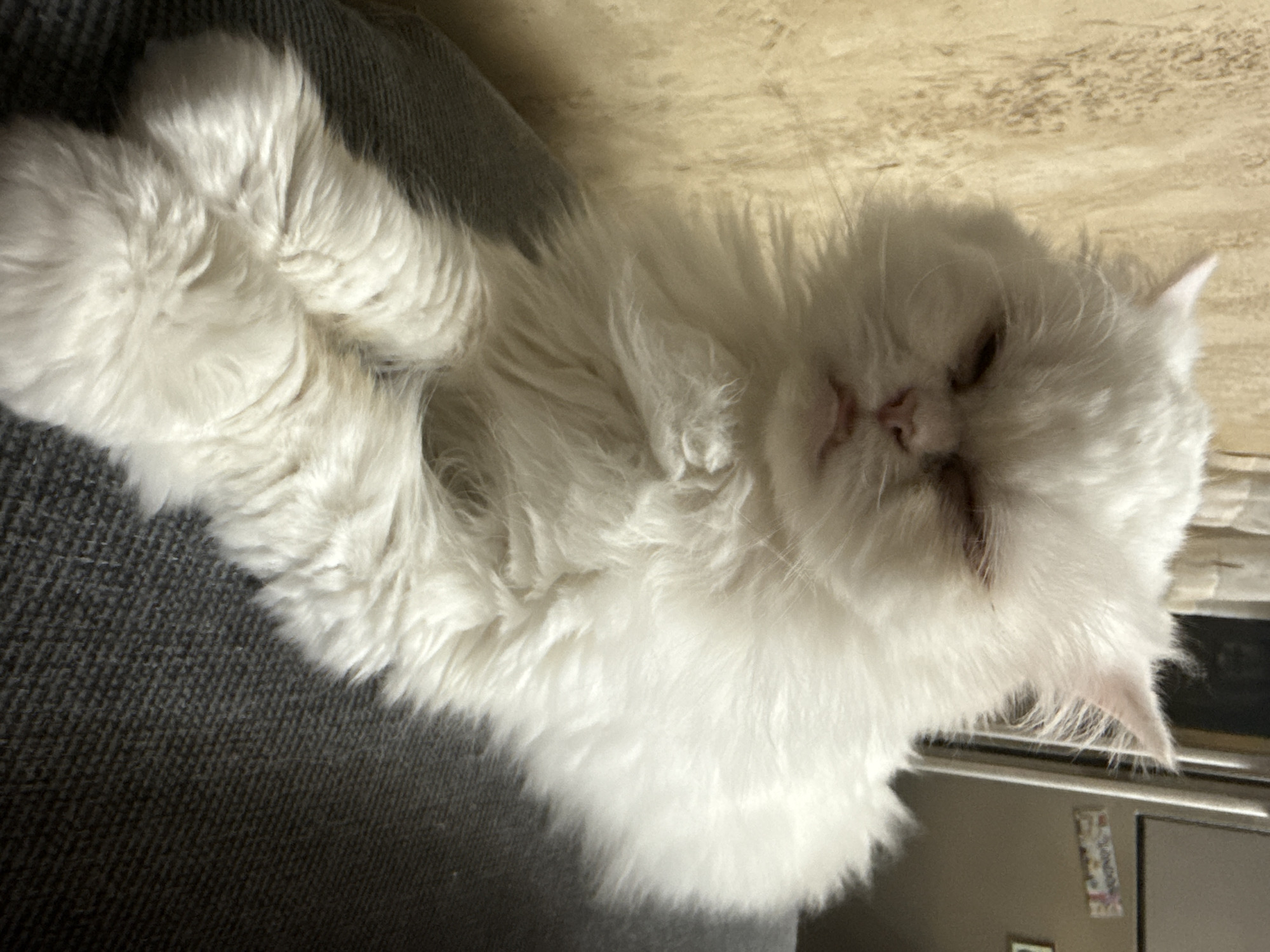 A fluffy white Persian cat is lying down on a dark grey textured surface, possibly a couch or chair. The cat's eyes are mostly closed, giving it a sleepy or grumpy expression. Its paws are neatly crossed in front of it. The background is softly blurred, with a wall that appears to be textured and a hint of vertical blinds and a refrigerator with some stickers. The lighting suggests an indoor environment, possibly a home. There is no discernible location in Burgas, Bulgaria.