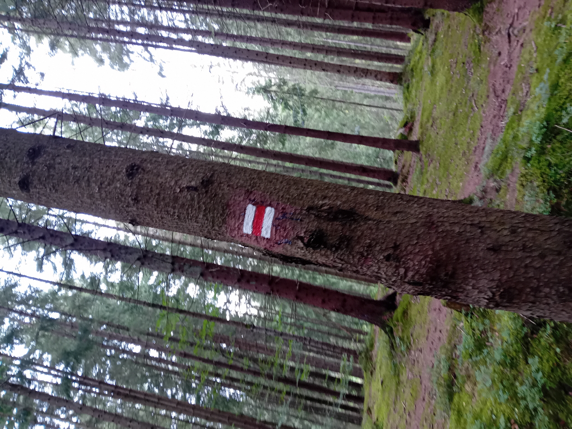 A close-up, low-angle shot captures a tree trunk in a forest, emblazoned with a trail marker. The marker consists of two horizontal stripes, one red and one white, painted onto the textured bark of the tree. The tree itself is a dominant feature, its rough, dark brown surface filling a significant portion of the foreground.
The forest floor, visible in the background and to the left, is carpeted with lush green moss and scattered pine needles, suggesting a damp, natural environment. A faint dirt path winds through the mossy ground, hinting at a recreational trail. The background is densely populated with tall, slender coniferous trees, their dark trunks receding into the distance, creating a sense of depth. The canopy above is partially obscured by branches and foliage, allowing slivers of bright sky to filter through, creating a dappled lighting effect. The overall atmosphere is one of natural tranquility, characteristic of an outdoor hiking or walking area. The image is likely located in the vicinity of Zuberec, Slovakia, a region known for its scenic hiking trails and natural beauty within the Tatra Mountains.