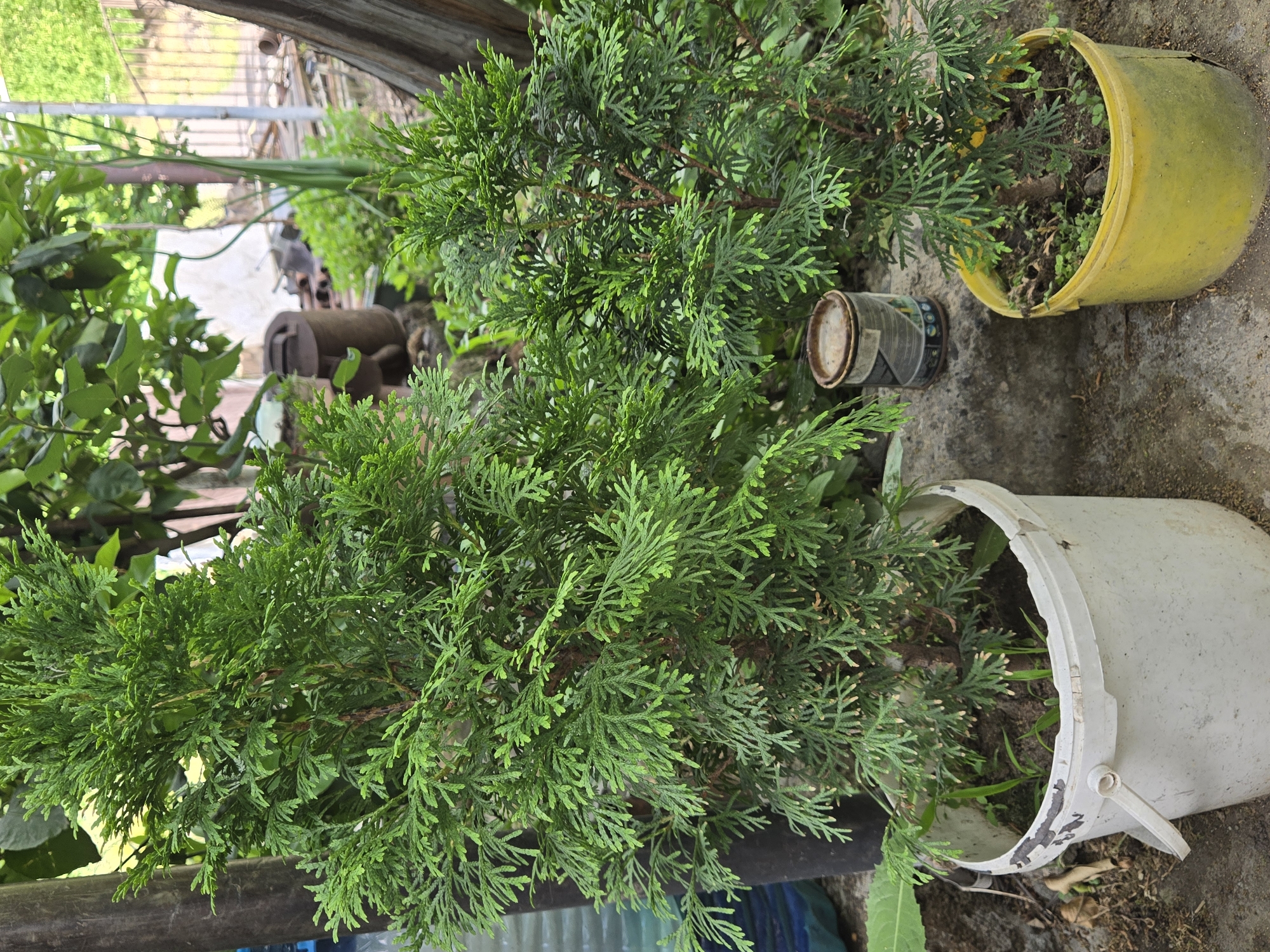 The media file displays an outdoor scene with several potted plants, primarily coniferous evergreens. Two of the plants are in pots: one in a bright yellow pot lying on its side, and another in a white bucket that also appears to be tipped over. The foliage of these plants is dense and green, with a feathery texture typical of cypress or cedar varieties.
In the background, there are hints of a greenhouse or sheltered gardening area. A corrugated metal or plastic roof structure is visible, along with some shelving or framing. Other greenery, including broad-leafed plants, can be seen to the left and in the background. Among the pots, there are a couple of discarded items: a rusted metal can with some visible text that appears to be a label or branding, and a dark, cylindrical object that might be a piece of metal or rusted equipment.
The ground is a rough, concrete-like surface, with some dirt and fallen leaves. The lighting suggests it is daytime, possibly overcast or in a shaded area, as there are no strong shadows. The overall impression is one of an unkempt but functional gardening or potting area, perhaps a corner of a nursery or a personal backyard. There are no people visible in the frame. The plants are the central subjects, with the surrounding objects and setting providing context.