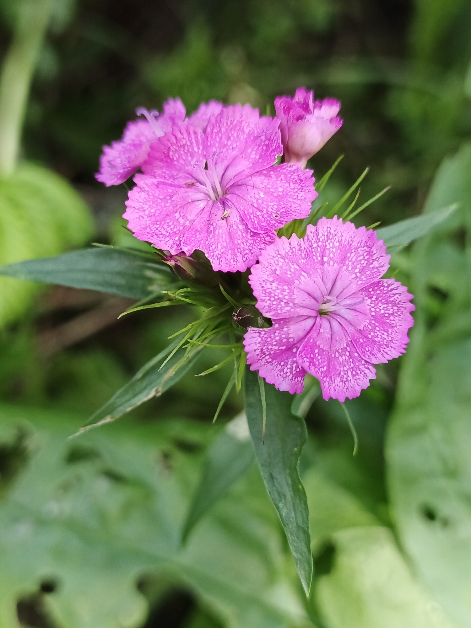 The image displays a close-up view of three pink dianthus flowers, two fully open and one bud, in a garden setting. The flowers are characterized by their fringed petals, which are speckled with white. The petals are slightly wet, suggesting recent rain or dew. Green foliage, including some broad leaves and pointed stems, forms the background and surrounds the flowers. The overall scene is natural and appears to be in an outdoor environment, likely a garden. The location specified, Medvedyovka, Russia, implies that this image was captured within that geographical region. No people, actions, or interactions are depicted in the image.