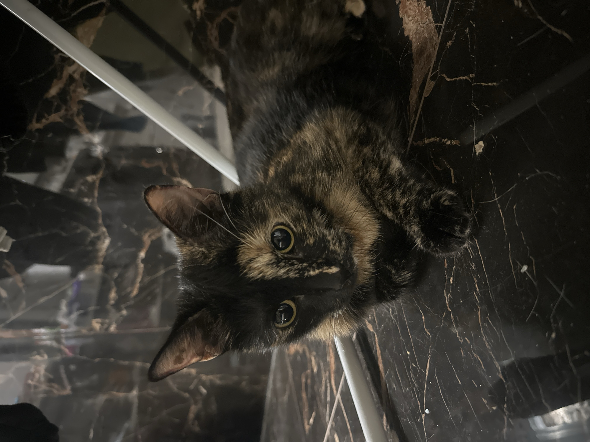 A tortoishell cat lies on a dark, marbled surface. The cat is facing forward, with its body extended to the right and its head turned slightly towards the camera. The cat's fur is a mix of black, brown, and orange patches. Its eyes are large and yellow, and it has prominent whiskers. A white object, possibly a piece of furniture or a stand, is partially visible in the foreground and background. The background is dark and out of focus, with reflective surfaces that show faint patterns. The scene is indoors, with no indication of the specific location within the city of Virki, Russia.