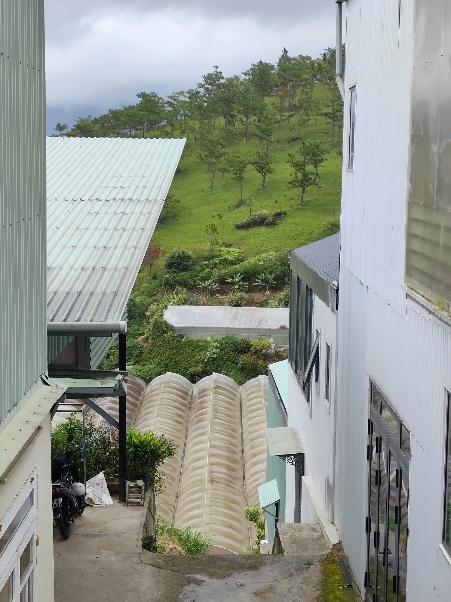 The image shows a view from a building overlooking a sloped, green hillside dotted with trees in Lạc Dương, Vietnam. In the foreground, a light green corrugated metal structure is on the left, and a white building with a dark roof and multiple windows is on the right. Between these buildings, there is a pathway leading down to a series of arched, translucent greenhouse-like structures. A black motorcycle is parked in the pathway. The sky is overcast.