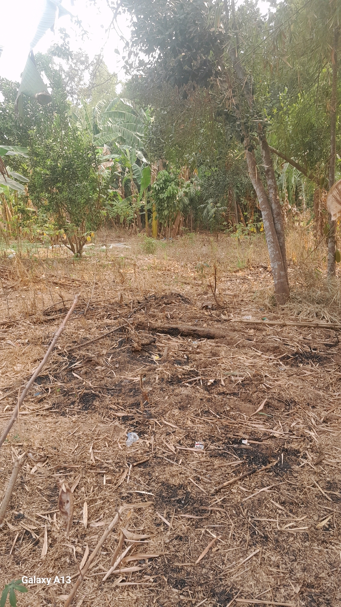 The image shows a dry, open area with scattered dry leaves, twigs, and some dark patches that appear to be remnants of a fire. There are several trees and banana plants in the background, suggesting a rural or semi-rural environment. The ground is uneven and covered with vegetation debris. In the foreground, a few thin branches are visible. There are no people or animals present in the image. The sky is overcast.