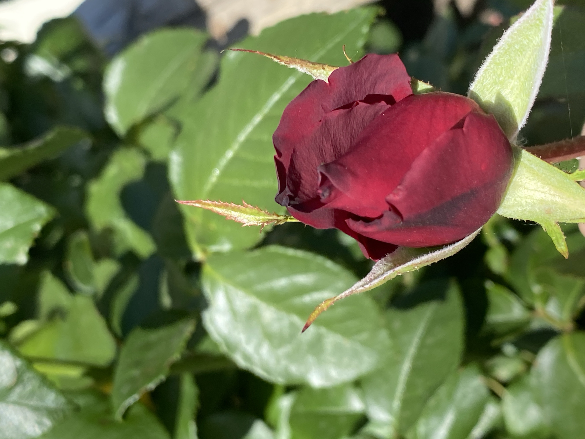 A close-up shot captures a deep red rosebud, partially unfurled, set against a backdrop of lush green foliage. The rosebud is predominantly dark red with hints of black and maroon, its petals tightly wound. Several thorny stems and sepals are visible, some tipped with a lighter green or reddish hue, adding texture to the foreground. The background consists of out-of-focus green leaves, suggesting an outdoor garden setting. The lighting indicates a sunny day, casting shadows and highlighting the details of the rose. There are no people present in the image. The location is identified as Unknown, Unknown.