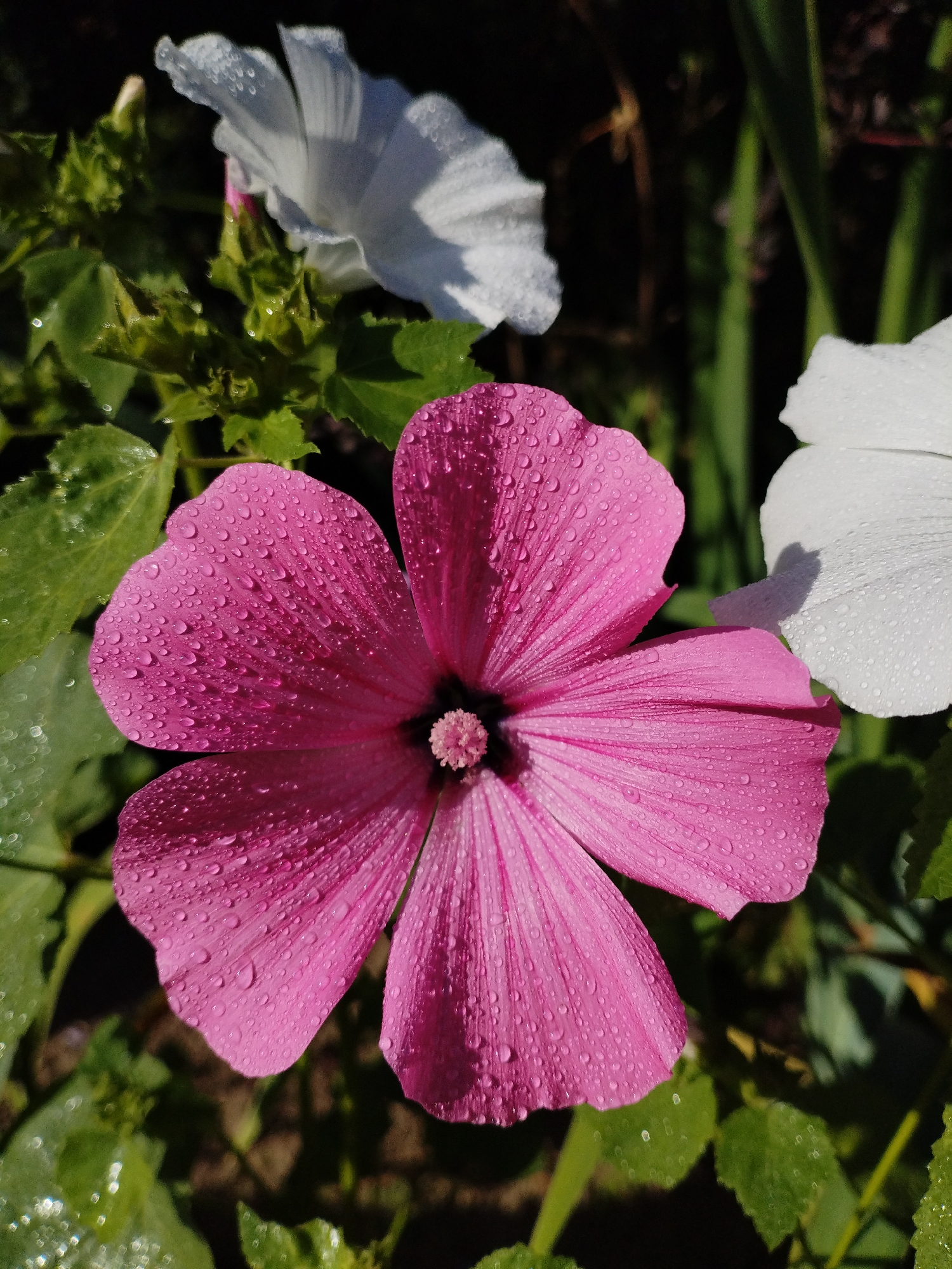 A close-up, eye-level, full outdoor shot shows a vibrant pink hibiscus flower in the foreground, covered in numerous water droplets, suggesting it was recently rained on or misted. The flower's five petals are slightly cupped, revealing a dark center with a tuft of pink stamens. Behind the pink flower, partially visible, is a white hibiscus flower, also adorned with water droplets. To the left and bottom of the frame are green leaves, some with dew drops, and in the background, darker foliage and stems are out of focus. The lighting is natural, casting soft shadows and highlighting the texture of the petals and water. This scene is located in Bialynichy, Belarus, in a garden setting during daylight. There are no people or animals present.