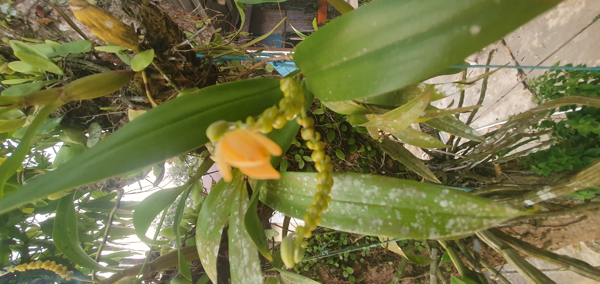 An outdoor, close-up, vertical shot shows an orange orchid in bloom, attached to a tree. The orchid's flower is small, with delicate petals, and it hangs from a long, green stem covered in tiny, round buds. Large, green leaves with white speckles surround the bloom. The background reveals more of the tree and foliage, with some blurred structures and what appears to be concrete paving. The scene is set in a garden in Matabu, Indonesia.