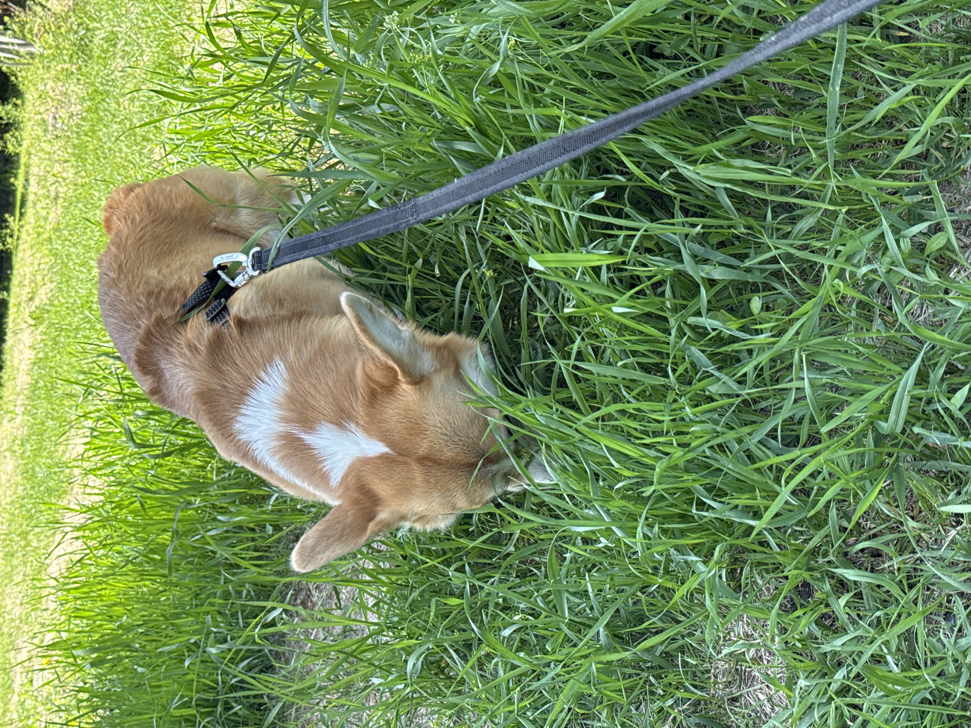The image displays a light brown and white dog on a leash, situated amidst tall, green grass. The dog, likely a Corgi or a similar breed with a stocky build and short legs, is viewed from a slightly elevated perspective. It features a distinctive white patch on its side and chest, contrasting with its tan fur. A black harness is visible on its back, connected to a black, flat leash via a silver metal clip.
The dog's head is lowered into the dense foliage, suggesting it is actively sniffing, foraging, or possibly eating something within the grass. The grass is vibrant green and appears to be somewhat wild or unkempt, implying an outdoor setting such as a field, park, or natural area. The background elements are mostly out of focus but continue the theme of green vegetation, indicating an expansive outdoor environment.
The scene is illuminated by bright daylight, suggesting fair weather suitable for outdoor activity, with no harsh shadows or indicators of specific time of day beyond general daytime. No specific visual cues within the image directly confirm the location as Krasnoyarsk, Russia. There is no visible text on the dog, its accessories, or in the surrounding environment.