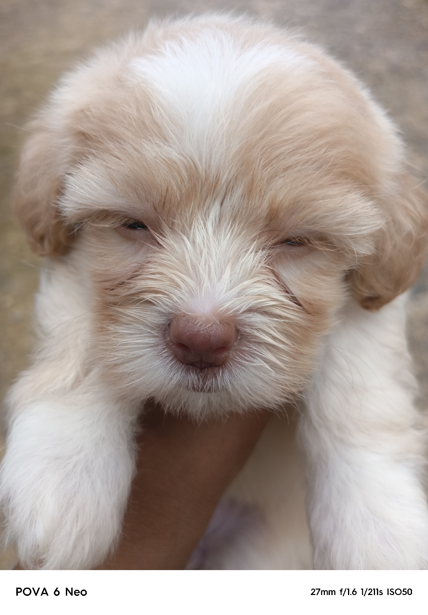 A close-up, head-on, eye-level, medium shot captures a fluffy, light-colored puppy with closed eyes. The puppy's fur is a mix of cream and light brown, with a distinct white patch on its forehead. Its nose is a soft pinkish-brown, and its ears are visible, partially hidden by its fur. A human hand is visible cradling the puppy's lower jaw, supporting its head. The background is a blurred, neutral tone, suggesting an outdoor environment. Text at the bottom of the image reads "POVA 6 Neo" on the left and "27mm f/1.6 1/211s ISO50" on the right. The scene is located in Rafin Par, Nigeria.