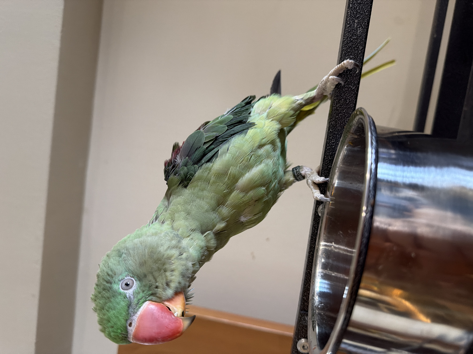 A medium shot captures an Alexandrine parakeet perched on a black perch in what appears to be an indoor setting. The bird is predominantly green with a bright pink beak and a dark, possibly black, band around its leg, on which a partial inscription is visible. Its head is turned to the left, with one eye clearly visible. To the left of the bird is a shiny, stainless steel bowl. The background consists of a plain, light-colored wall with a distinct horizontal shadow. The lighting suggests an interior environment, possibly a home or aviary. No specific location in Sofia, Bulgaria, is identifiable from the visual elements present.