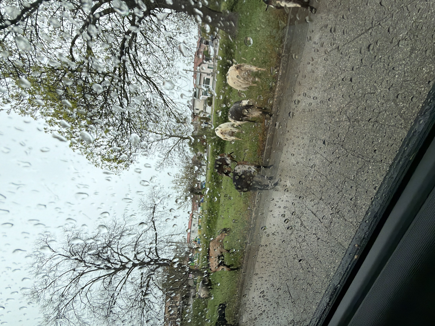 The image, taken from inside a vehicle and rotated 90 degrees counter-clockwise, depicts a rainy day scene through a side window speckled with numerous raindrops. On the right side of the frame, several goats of varying colors (white, black, brown, and spotted) are visible on a grassy shoulder next to a paved road. Some goats appear to be grazing with their heads down, while others stand upright. In the midground, a dark asphalt road runs parallel to the grassy area, also wet from rain.
The left side of the image is dominated by trees. A large, bare-branched tree with some small green leaf buds is prominent in the foreground, its branches stretching across the upper portion of the view. Further back, more trees, some with early spring foliage, line the road. In the distance, beyond the trees, several light-colored residential buildings or houses can be faintly seen. A dark grey or black car interior panel is visible along the very bottom edge of the image, indicating the perspective from within a vehicle. The sky is overcast, suggesting a daytime scene during inclement weather. The location context is Buhovo, Bulgaria. No text is visible in the image.