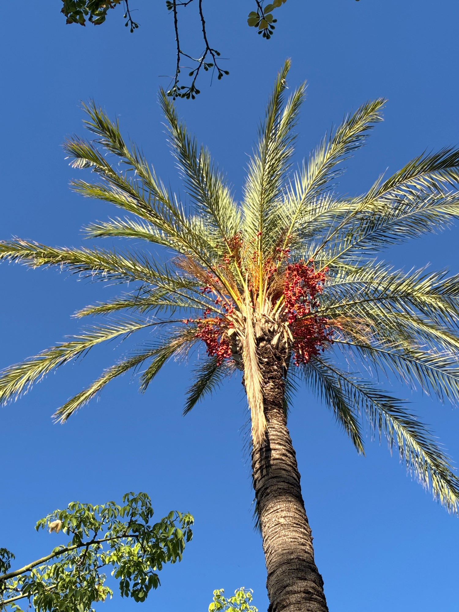 A date palm tree with a rough, textured trunk and green fronds bearing clusters of ripe red dates is shown against a clear blue sky. In the lower left quadrant of the image, a branch with green leaves is visible, and in the upper portion of the image, a thin branch with small green buds extends from the top left. The image appears to be taken from a low angle looking up. The scene is likely a public space in Alanya, Turkey, given the presence of date palm trees common in the Mediterranean region.