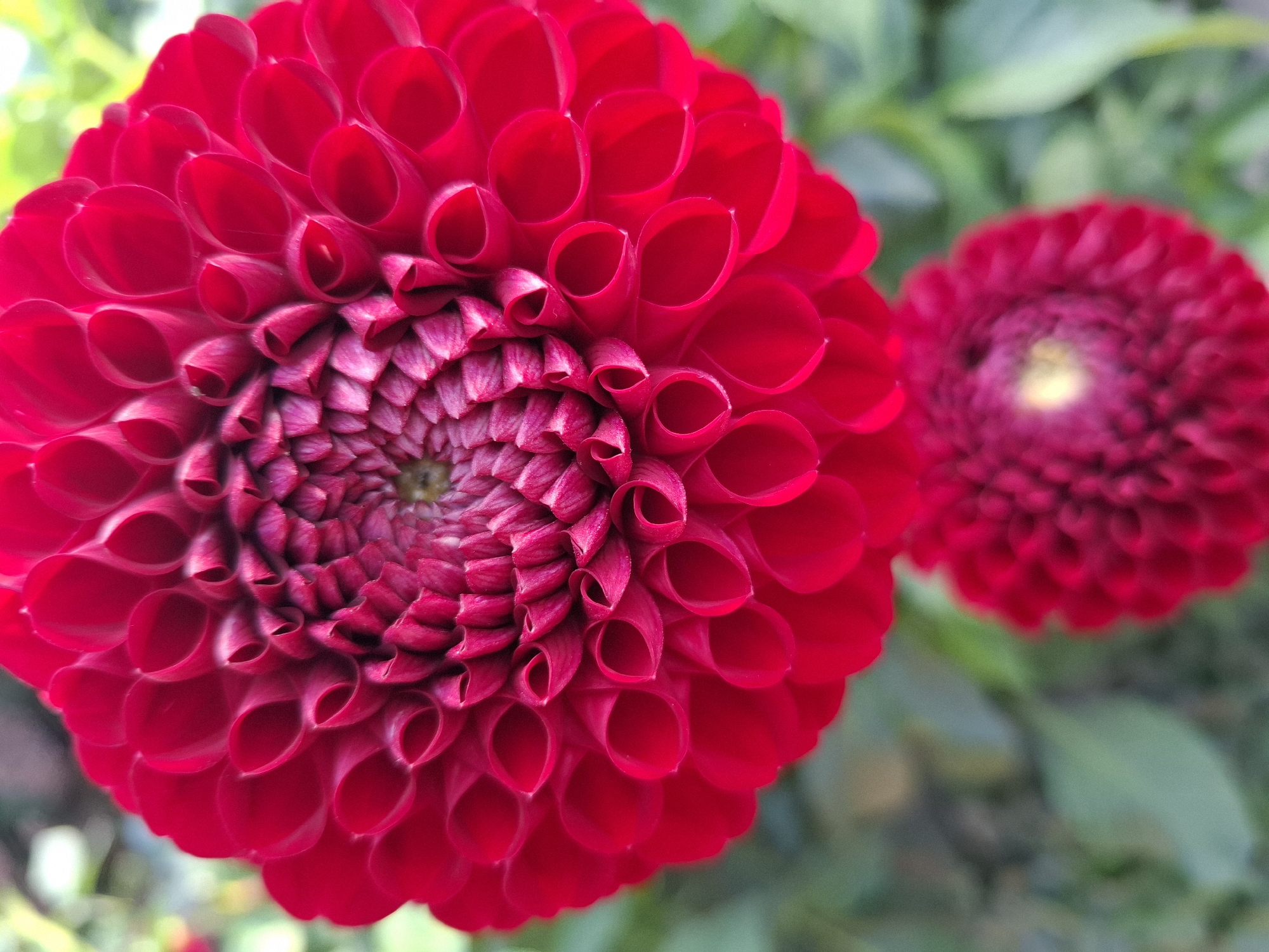 This is a close-up, vertical shot of a bright red dahlia flower, showcasing its intricate, layered petals. The petals spiral inwards towards the center, with the outer petals appearing smooth and vibrant, while the inner petals are more tightly furled and a deeper shade of magenta. In the background, a second, smaller red dahlia is visible, slightly out of focus. The overall impression is one of natural beauty and geometric symmetry. The image was captured in the city of Tyumen, Russia.