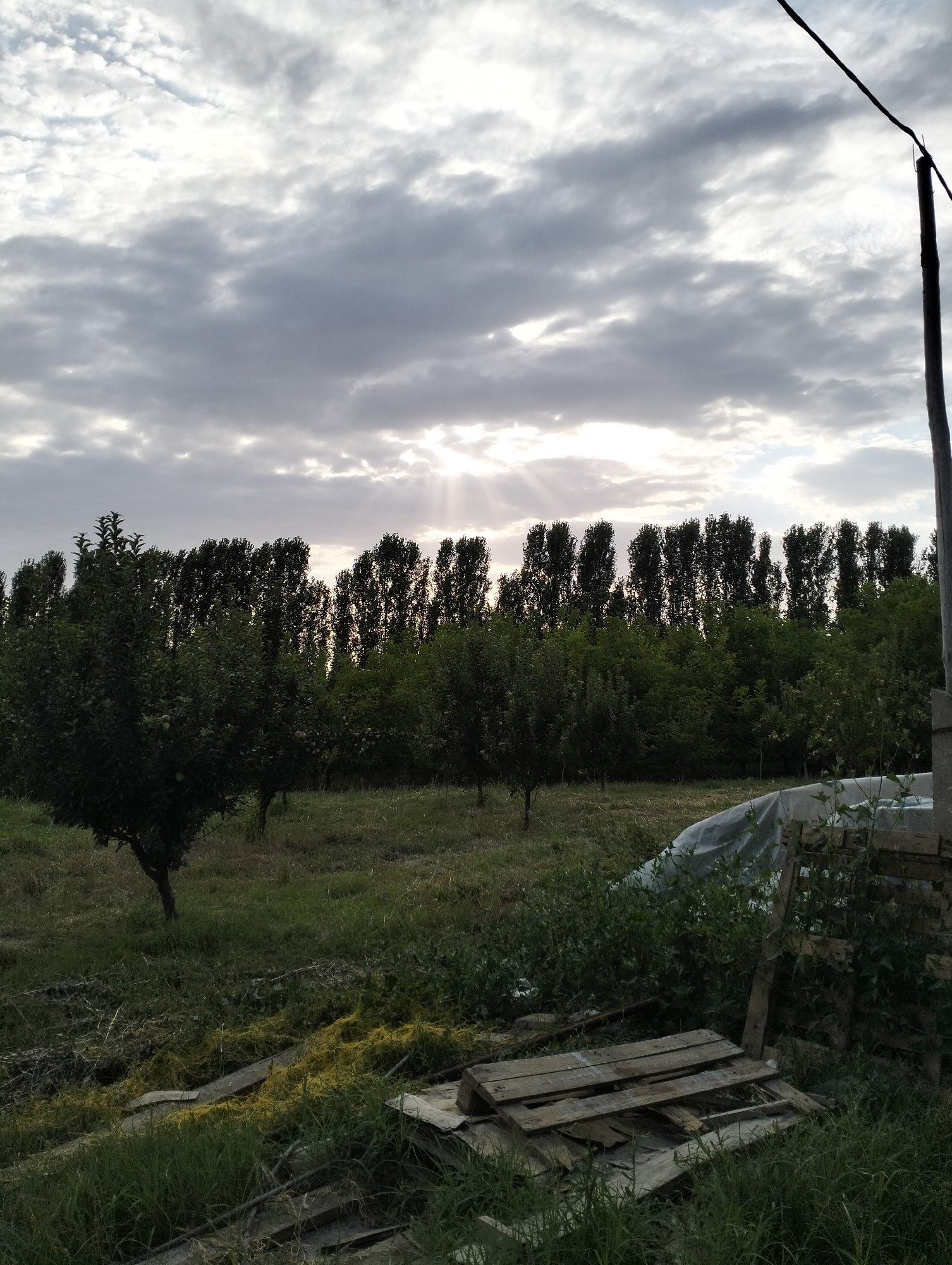 This media file depicts an outdoor scene featuring a grove of trees under a cloudy sky. The trees are arranged in rows, with a line of tall, slender trees forming a dense backdrop, and shorter, bushier trees and saplings in the foreground. The ground is covered in grass and some debris, including wooden pallets and what appears to be yellowing vegetation. In the background, a pole with a wire is visible, suggesting the presence of infrastructure. The sky is dramatic, with heavy clouds partially obscuring the sun, creating rays of light that pierce through the overcast conditions, indicating either sunrise or sunset. The overall mood is somewhat subdued due to the lighting and cloud cover. There are no people or animals visible in the image. The location cues, such as the type of vegetation and the general landscape, combined with the provided location context, suggest a rural or agricultural setting in Aktam (Tashminvody), Uzbekistan.