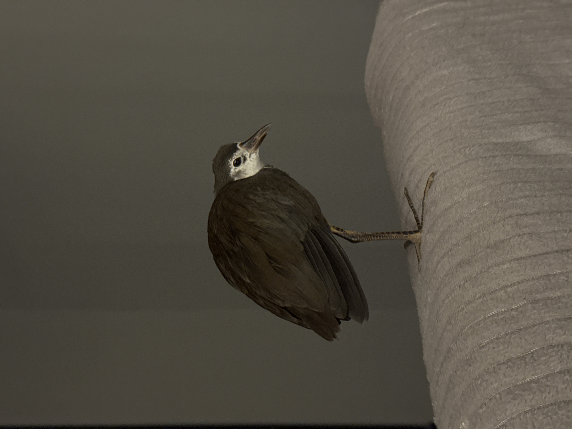 A bird with brown plumage and a white face clings to a textured, cylindrical object, possibly a cat tree or scratching post. The bird's feet are visible, grasping the side of the object. The background is a muted gray, suggesting an indoor setting. The location is not apparent from the image and cannot be determined as Nusa Dua, Indonesia.