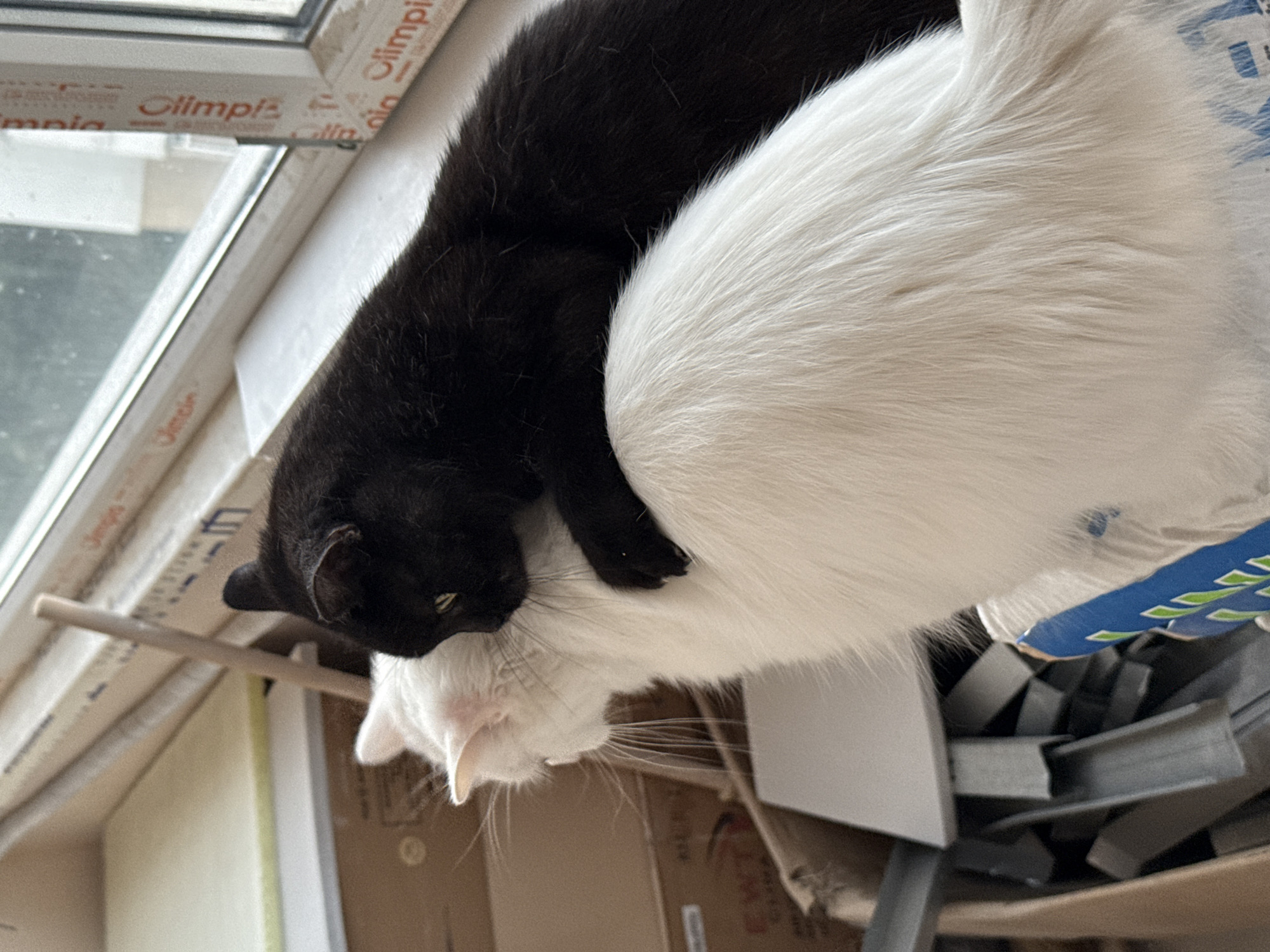 Two cats are in the foreground, one black and one white. The black cat is perched on the back of the white cat, with its head near the white cat's neck and its paws resting on the white cat's back. The white cat is facing left, with its head slightly turned away from the black cat. Both cats appear to be indoors, with a window visible in the background. The environment appears to be messy, with boxes and other items scattered around. The lighting is natural, coming from the window. There is no indication of the location in the city.