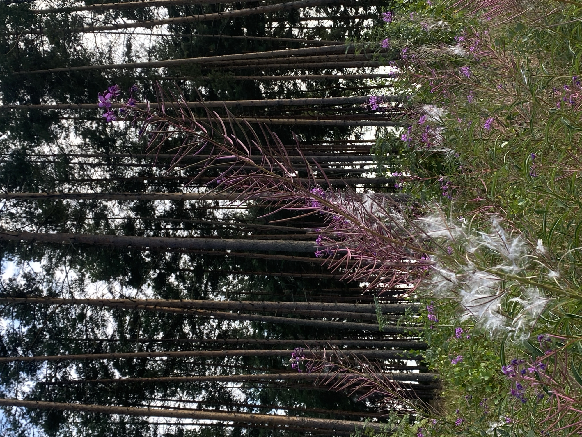The image shows a forest clearing with tall pine trees in the background. In the foreground, there are several plants with purple flowers and fluffy white seed pods. The ground is covered with green grass and other low-lying vegetation. The sky is visible between the trees, and it appears to be daytime with some clouds. The overall scene is one of nature and wilderness. The location is identified as Baltiiskoe, Russia.