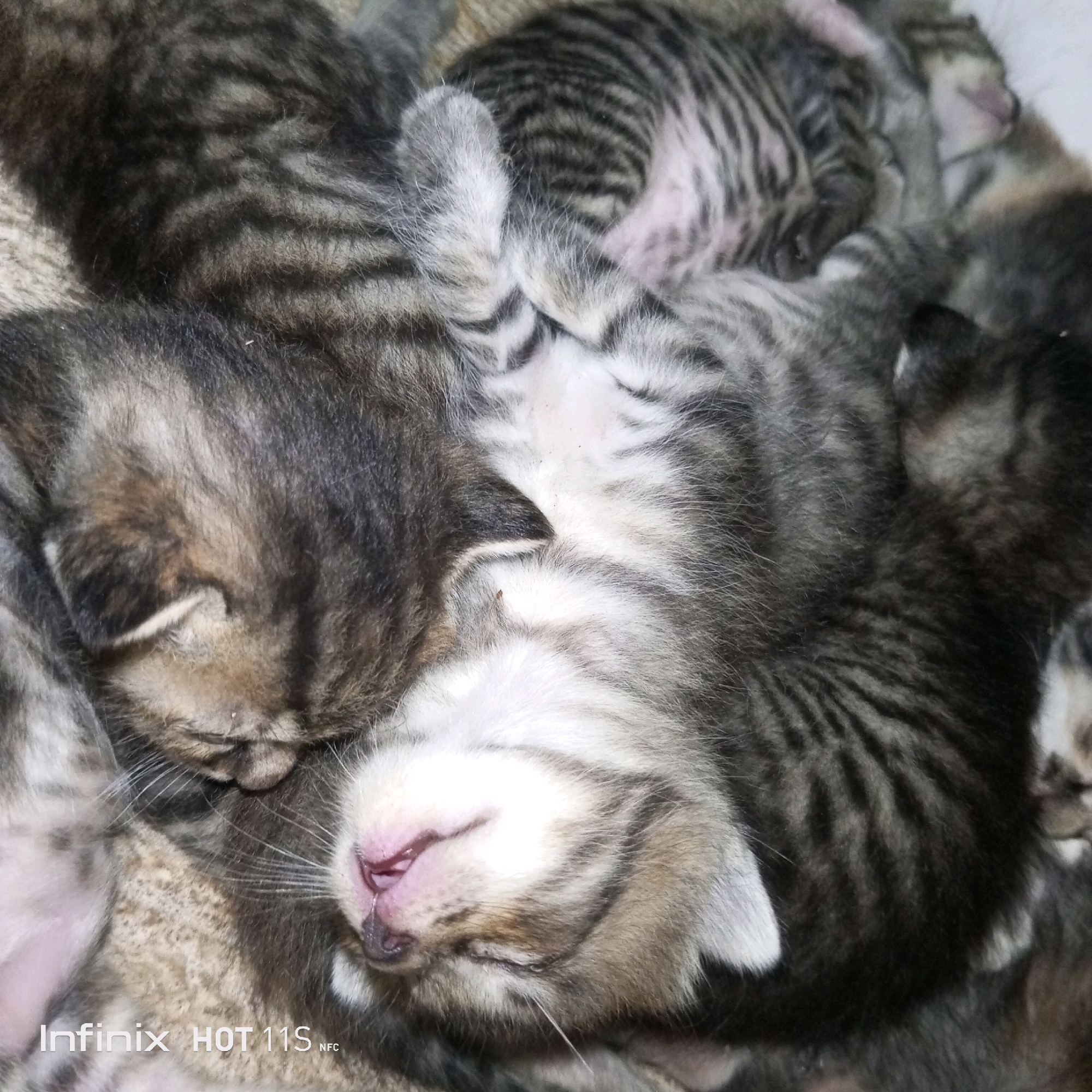 A close-up, overhead shot shows a pile of newborn kittens sleeping. The kittens are tabby-striped and appear to be nestled together for warmth. Their fur is soft and fluffy, and their eyes are closed. One kitten is lying on its back with its paws in the air, while others are curled up around it. The lighting is dim, giving the image a cozy and intimate feel. The kittens are positioned in a way that their faces are visible. There is text overlayed on the bottom left corner that reads "Infinix HOT 11S NFC." The scene is devoid of any human presence or context related to the city of Sukaslamet, Indonesia.