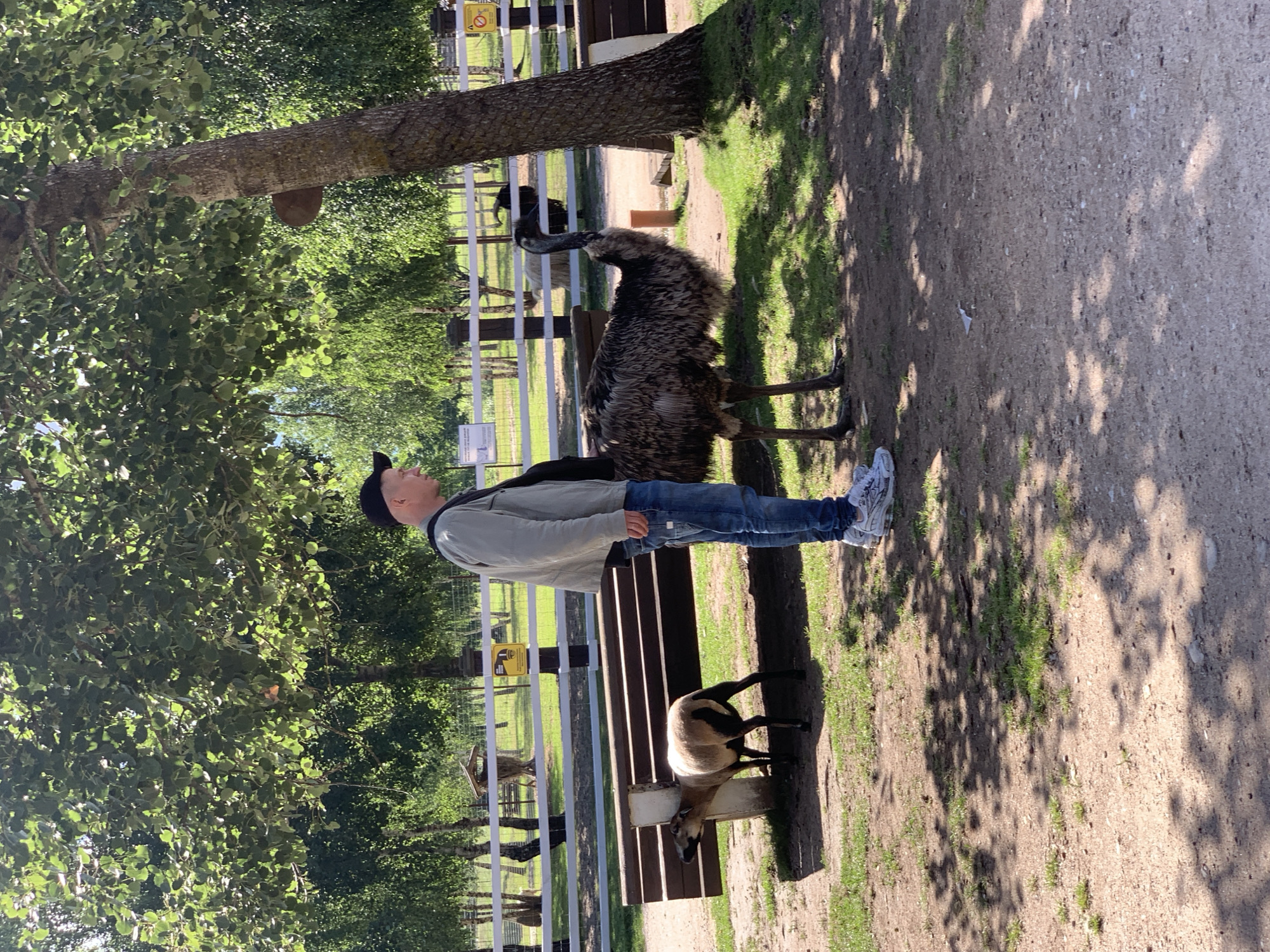 A man in a light jacket, blue jeans, and white sneakers stands in an outdoor enclosure, looking towards his right. Beside him, to his left, is a large emu. Further to the left, a small sheep with tan and black markings stands near a wooden bench. In the background, a white fence encloses more animals, including what appears to be a black sheep. The ground is a mix of dirt and grass, with dappled sunlight filtering through the leaves of large trees. The scene is consistent with an animal park or zoo. The image was taken in the city of Baranavichy, Belarus.