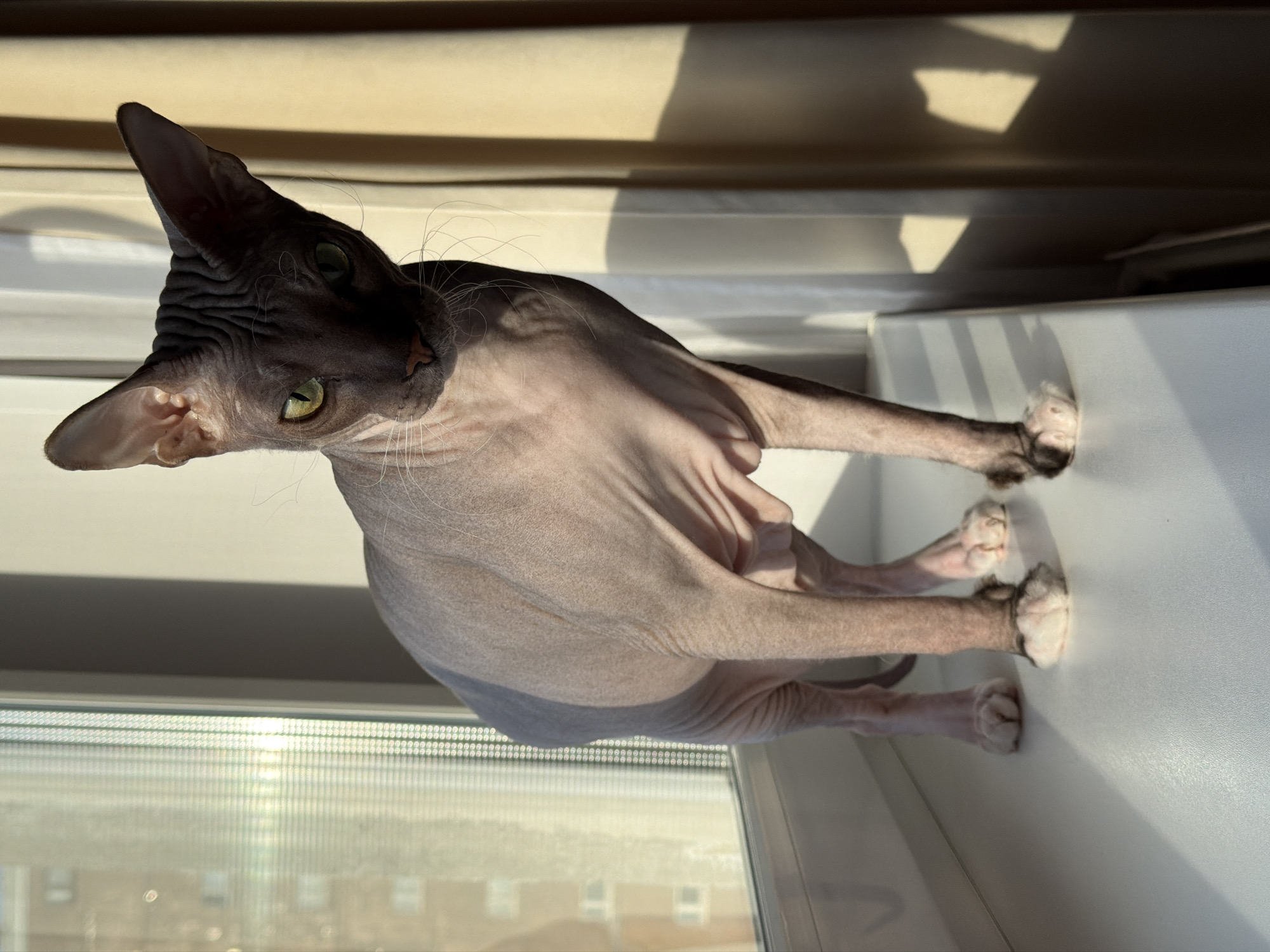 A Sphynx cat, characterized by its hairless body and wrinkled skin, is the central subject of this vertical, sunlit image. The cat has a dark face and ears, contrasting with its lighter, pinkish-grey body. Its vivid green eyes are looking directly towards the viewer, and long, sparse whiskers are visible around its snout. The cat is sitting upright on a white windowsill or ledge, with its front paws and hind paws clearly visible, appearing lighter in color at the tips.
Strong natural light, likely sunlight, streams in from the window to the left, casting sharp shadows on the wall above the cat and creating bright highlights on the cat's skin and the white surface it sits on. This suggests it is daytime, possibly morning or late afternoon, given the angle of the light. Through the window, a blurred view of what appears to be buildings, indicative of an urban or suburban environment in Izhevsk, Russia, is visible. The cat's posture is calm and observant. There is no visible text in the image.