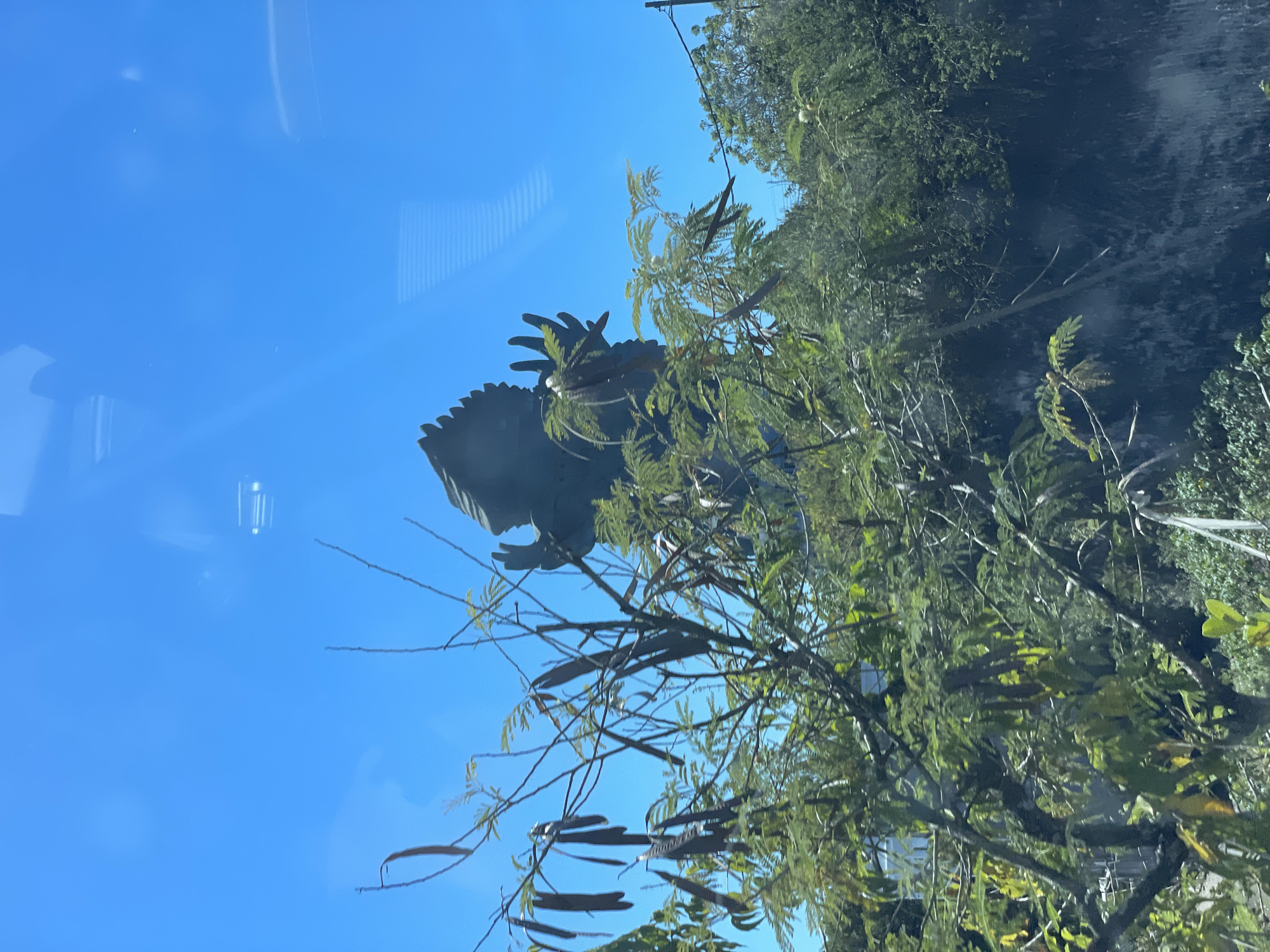 The image depicts a view through a window, likely from inside a vehicle. The sky is bright blue, and reflected in the window is a dark, metallic sculpture resembling a mythical creature or dragon, possibly part of an art installation. Also visible are parts of trees with green foliage and long, dark seed pods. The location is suggested to be in the city of Unknown, Unknown, but no specifics or identifying landmarks are seen in the image to confirm. There are no visible people or actions taking place.