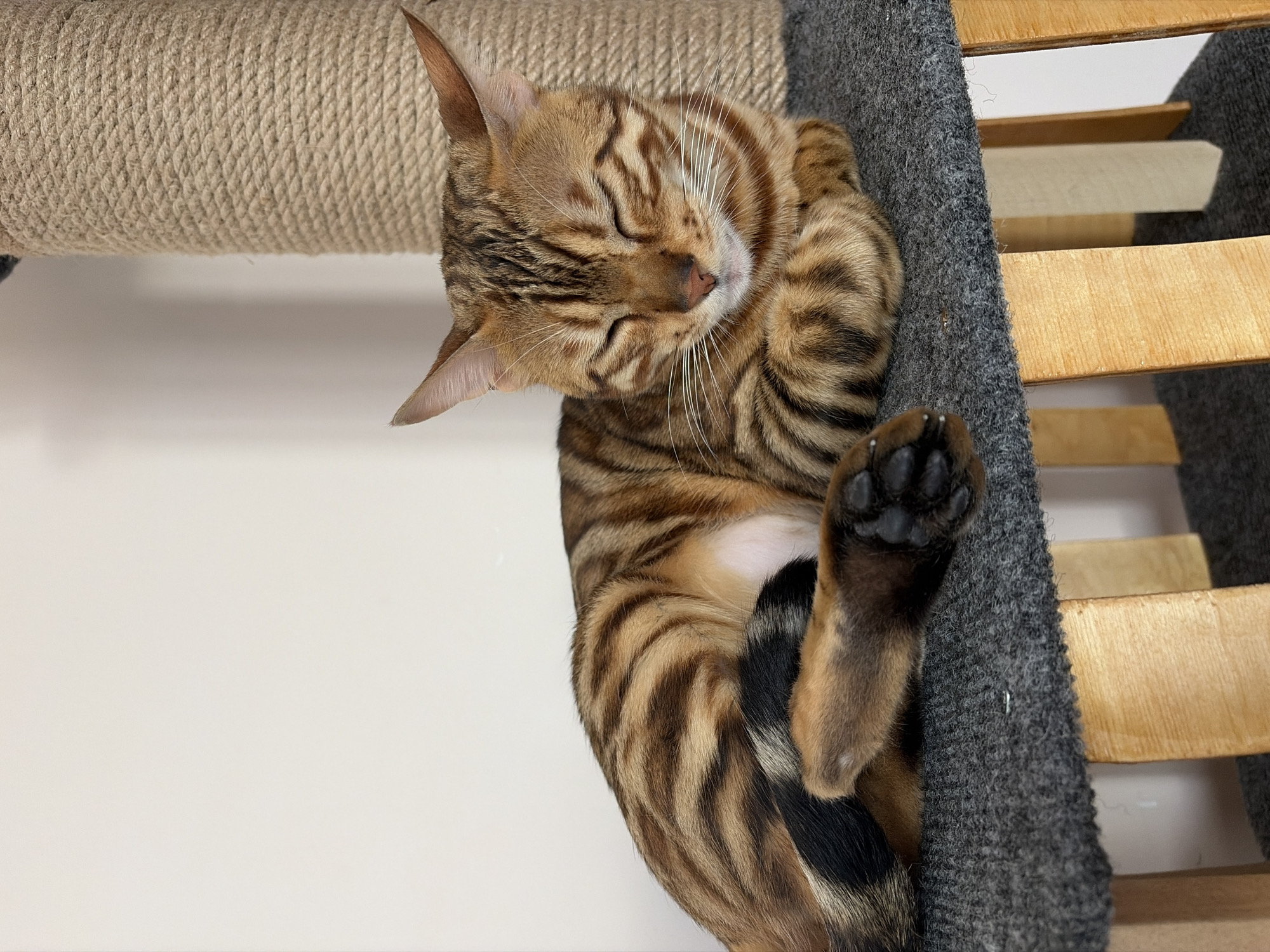 A sleeping Bengal cat is curled up in a cat tree, which features a sisal-covered scratching post on the left and a grey felt-covered platform with wooden slats on the right. The cat has brown and black striped fur, with a white patch on its chest. Its paws are tucked in, with the top paw revealing black pads. The cat's head is resting, eyes closed, and whiskers visible. The background is a plain white wall. The location is not discernible from the image.