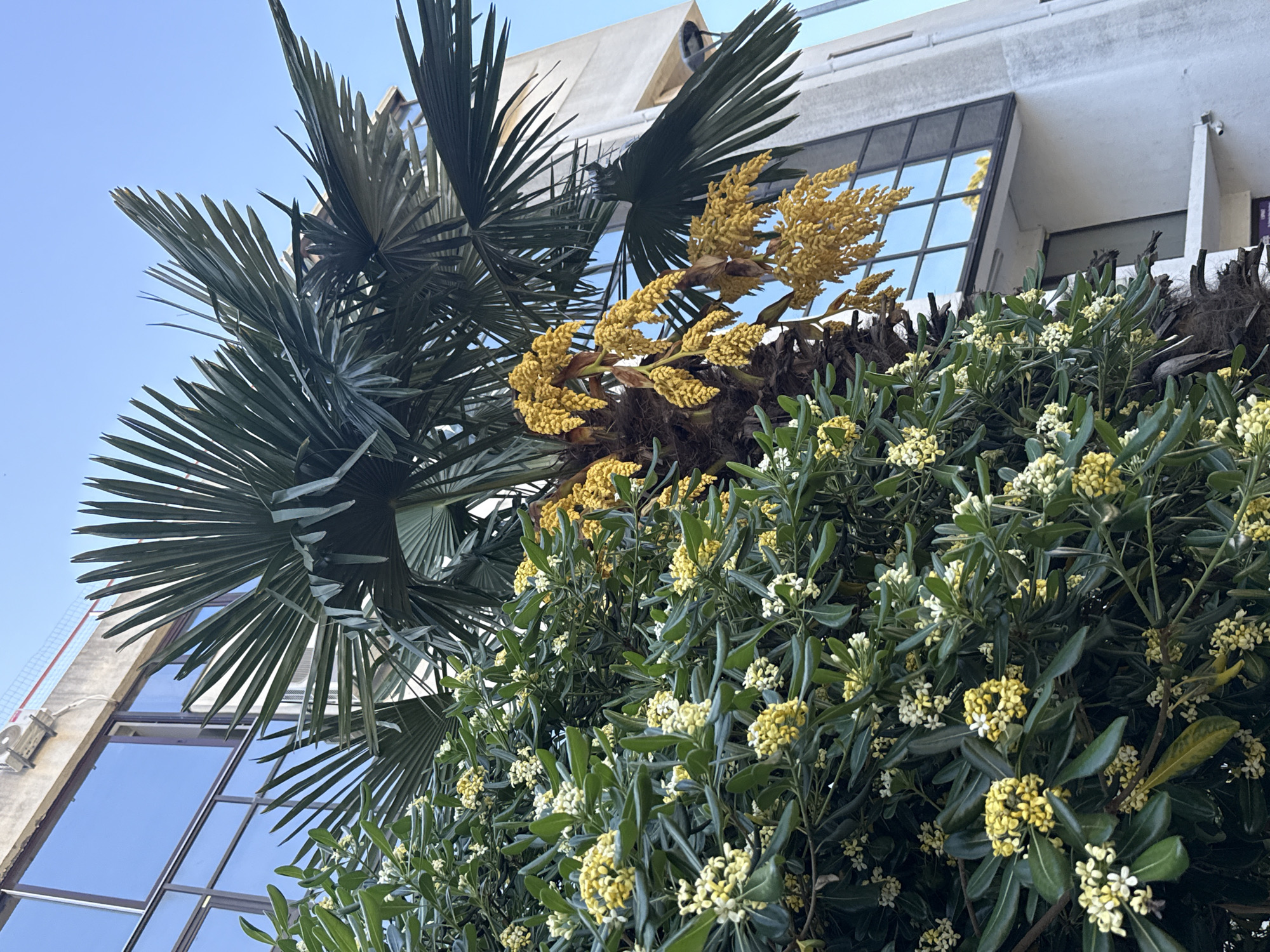 A low-angle shot depicts a multi-tiered scene of greenery and architecture, seemingly in Bar, Montenegro. At the forefront, a dense bush covered in small yellow and white flowers dominates the lower right of the frame. Above the bush, a palm tree with broad, fan-like leaves stretches to the left, displaying flowering spadices with yellow blooms that emerge from the tree's trunk. In the background, a modern building is visible, featuring large, reflective windows that mirror the sky. The sky itself is a clear, light blue, providing a contrasting backdrop to the foliage and building. The composition is somewhat tilted, giving a dynamic perspective to the overall scene. The scene captures urban flora against the backdrop of contemporary construction.