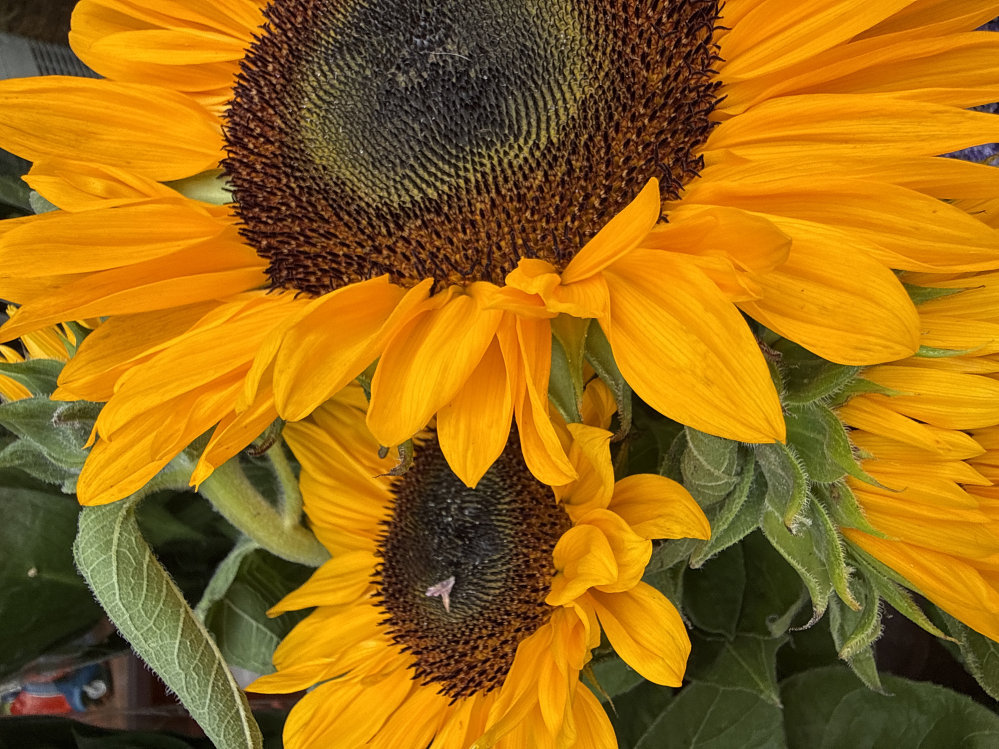 The image is a close-up, overhead shot of several sunflowers. The sunflowers are vibrant yellow with dark brown centers. Some of the petals are slightly curled, and there are some water droplets on them. Green leaves and stems are visible in the background. One of the sunflower centers has a small, light pink object on it, possibly a petal or a small insect. The image is tightly cropped, focusing on the texture and color of the sunflowers. There are no people or signs of human activity in the immediate vicinity. The scene appears to be outdoors, with natural lighting. The exact location in Blanes, Spain, is not discernible from the visual information provided.
