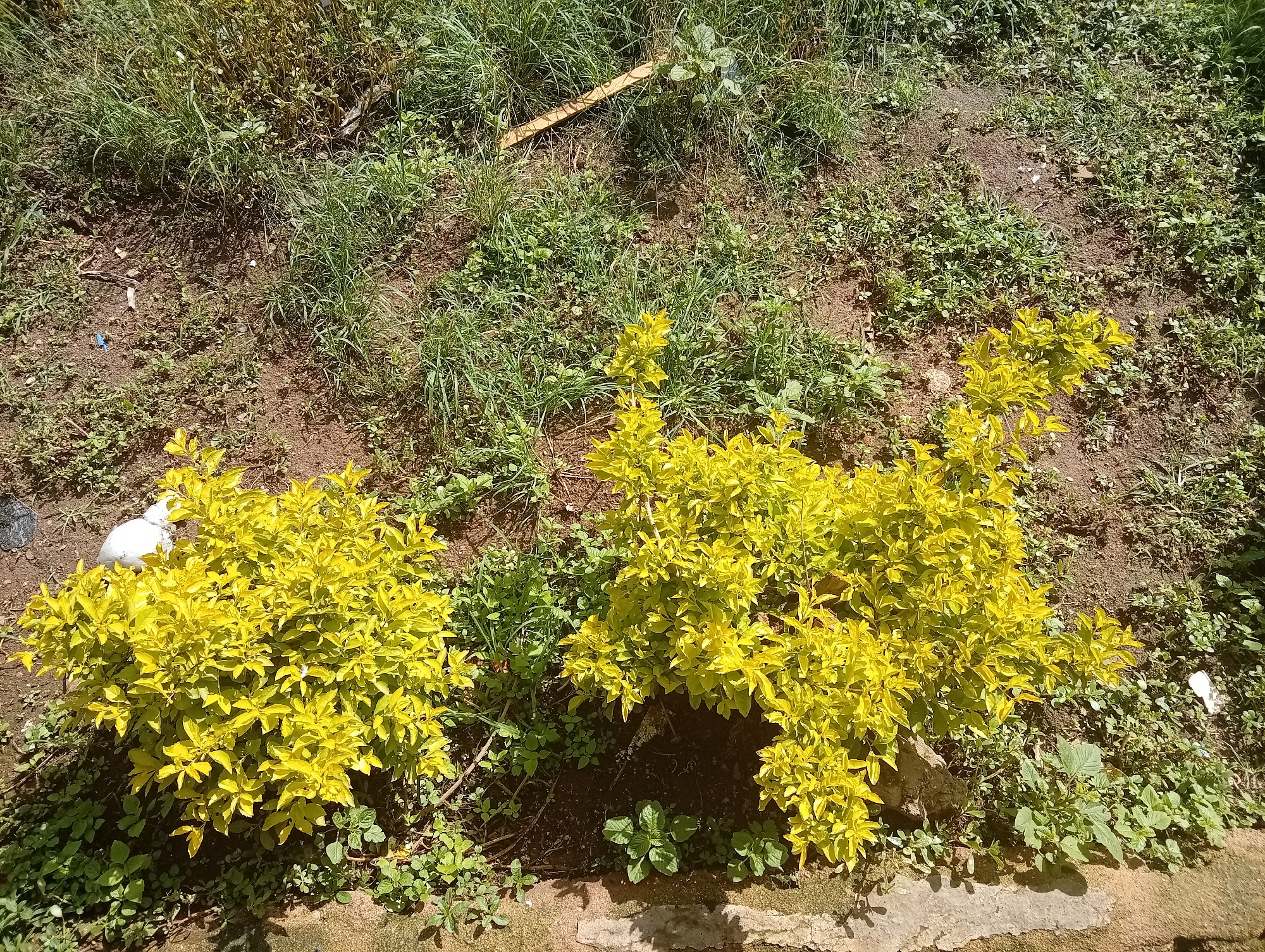 The image depicts an outdoor scene in a moderately vegetated area, likely within a residential or public space in Jos, Nigeria. In the foreground, two prominent bushes with bright yellow-green foliage are situated on a patch of dark soil. These bushes are dense and bushy, with a multitude of small leaves. Surrounding the bushes is a mix of green grasses, smaller weeds, and exposed soil. A rough, concrete edge or pathway is visible at the bottom of the frame, suggesting a landscaped or maintained area. The background consists of more varied vegetation, including taller grasses and some drier plant matter, indicative of an unkempt or naturalized section. The lighting suggests it is daytime, with shadows cast by the foliage. There are no people or animals visible in the image. The overall impression is one of natural growth in an urban or semi-urban setting.