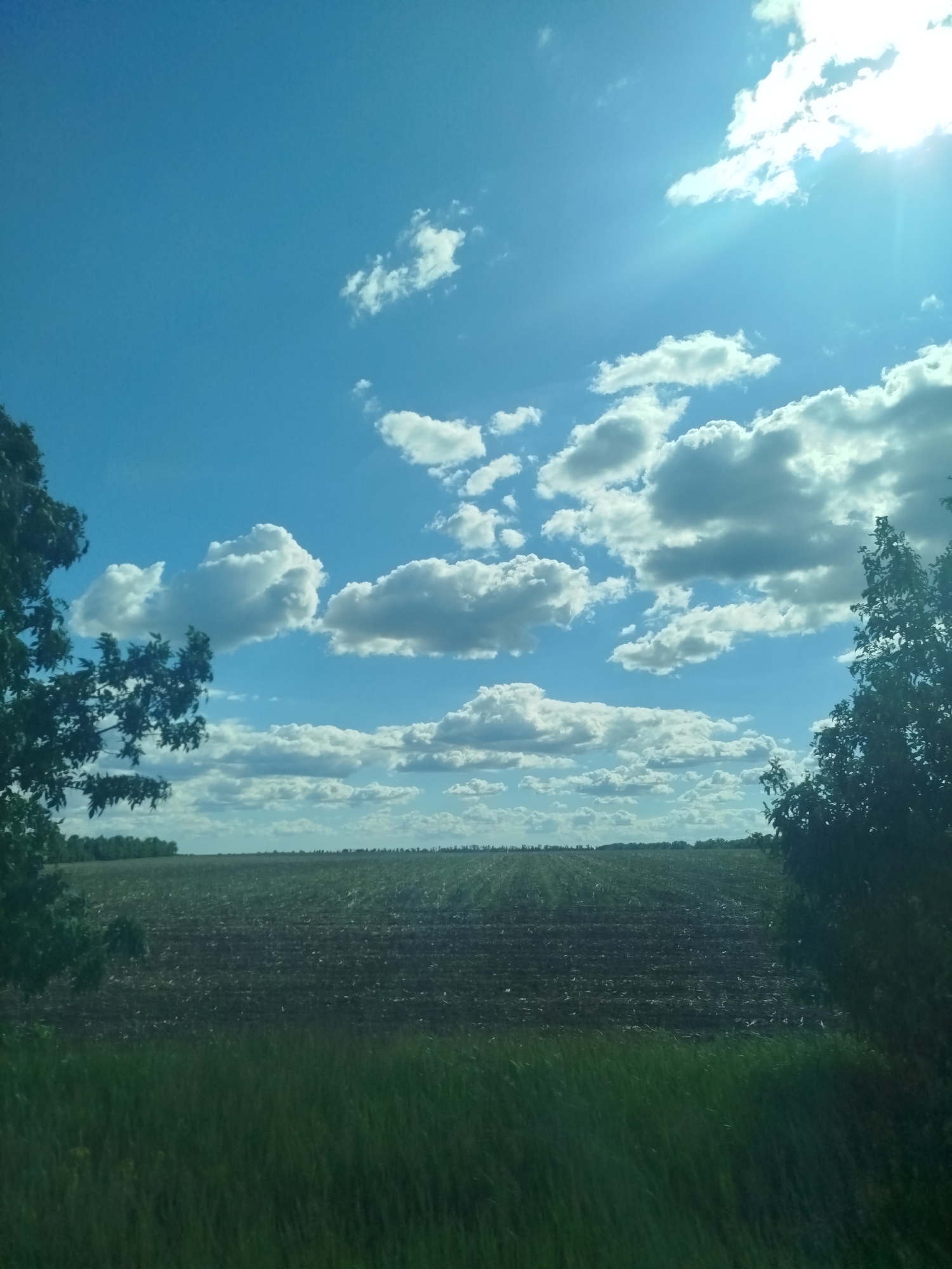 The image depicts a rural scene in daylight under a blue sky with scattered clouds. A recently cultivated field dominates the mid-ground, showing rows of what appears to be young crops or recently tilled earth. In the foreground, tall green grass or vegetation obscures the lower portion of the view. Trees are positioned on the left and right edges of the image, partially framing the field. In the background, a treeline is visible on the horizon. The sun is positioned high in the sky, causing a glare in the upper right quadrant of the image. The location of this image cannot be confirmed because the information isn't provided.