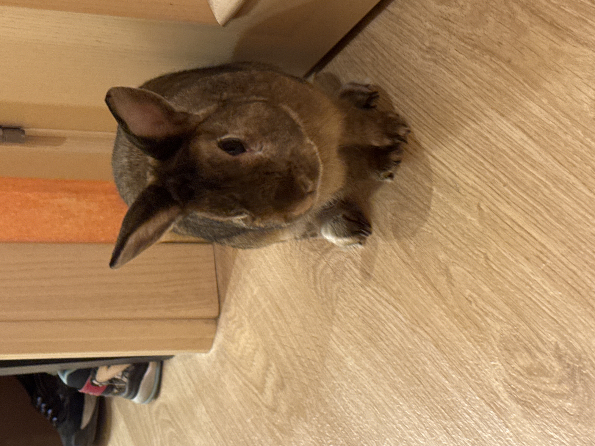 A brown rabbit is sitting on a light-colored wooden floor in a room. In the background, part of a doorway is visible, and to the left, a black sneaker and part of another shoe with pink accents are present. The rabbit is facing forward, with its ears perked up. The lighting in the room is warm and appears to be artificial. The image does not provide any information to suggest it is located in Solikamsk, Russia.