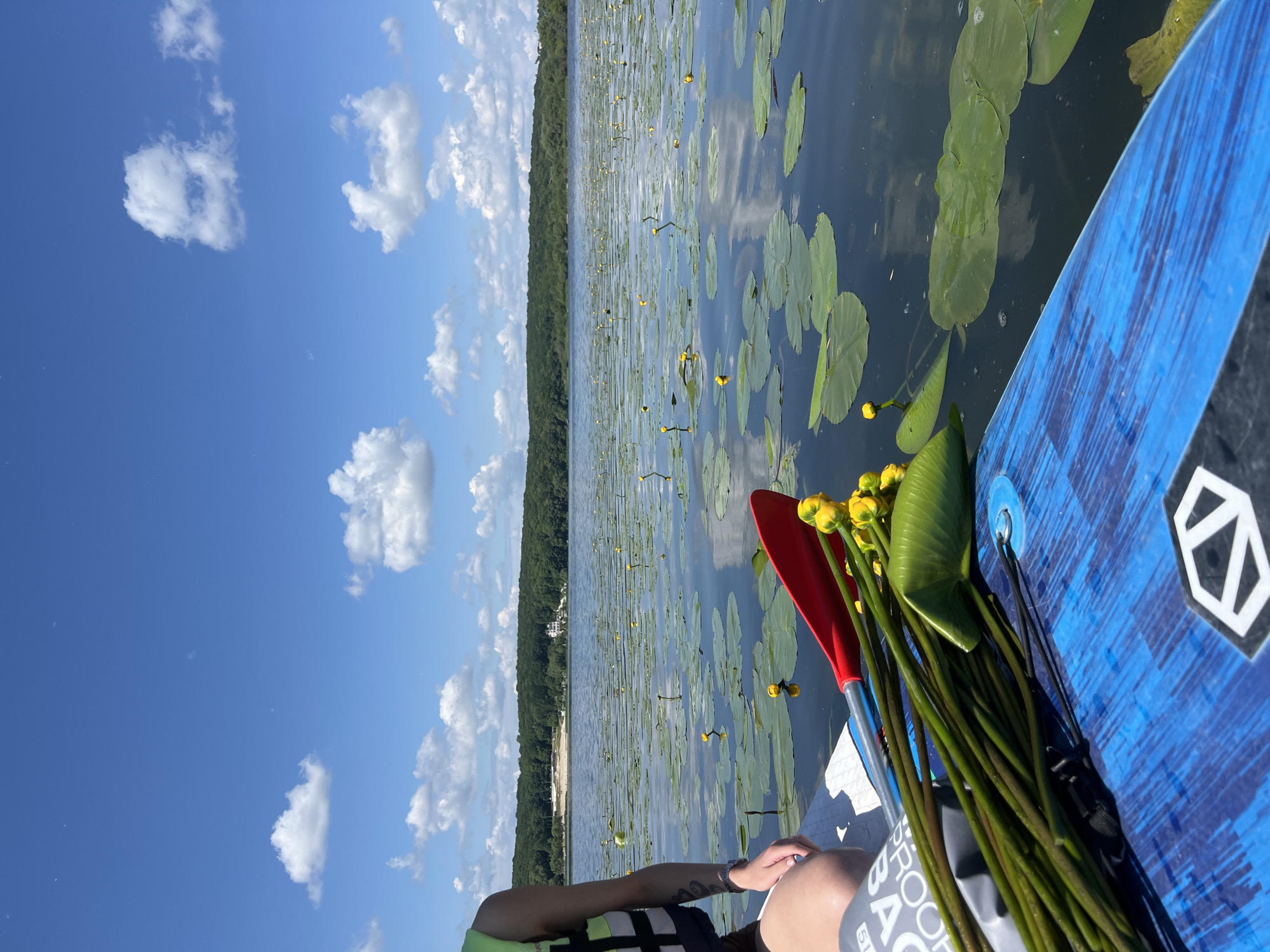The image captures a serene scene on a body of water, likely a lake, on a sunny day with scattered white clouds in a blue sky. In the foreground, a person wearing a life vest sits on a blue paddleboard. A red and blue paddle lies on the paddleboard next to a bunch of harvested yellow water lilies with their stems. The water is covered with numerous green lily pads and small yellow flowers, characteristic of water lilies. In the background, a dense, green forest covers a rolling hillside. Further in the distance, there are hints of buildings, possibly a resort or residential area, situated along the shoreline. The overall impression is one of a peaceful outdoor activity in a natural setting. The location is identified as Bila, Ukraine.