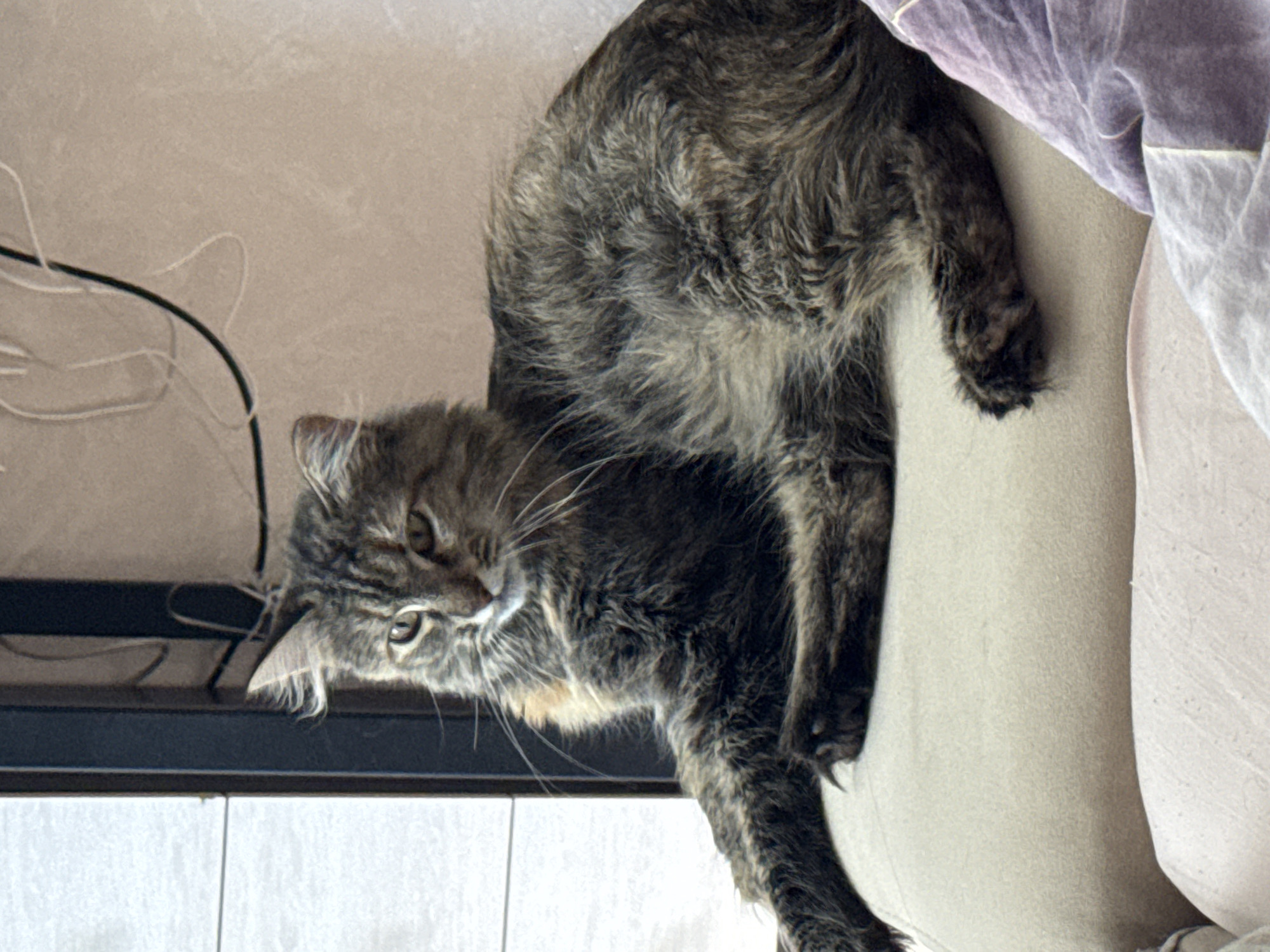 The image shows a long-haired tabby cat resting on a beige cushion, with a purple blanket draped in the lower right corner. The cat is positioned on its side, facing left with its front paws extended. Its fur is a mix of brown, black, and gray. Behind the cat, a dark vertical frame is visible, suggesting a window or doorway. In the upper background, a wall with a textured surface is present, along with some electrical wires. The lighting appears to be natural, casting subtle shadows. The scene is devoid of human presence and specific Saratov landmarks.