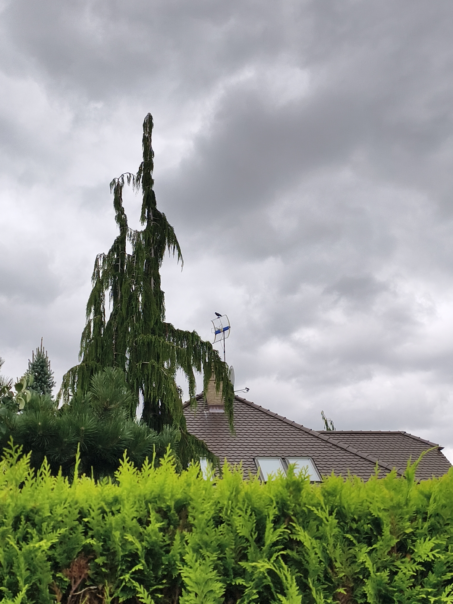The image depicts a suburban scene with a focus on vegetation and a residential building under a cloudy sky. In the foreground, a neatly trimmed, vibrant green hedge dominates the lower portion of the frame. Behind the hedge, several coniferous trees are visible, including a tall, weeping evergreen with distinctive drooping branches, and a smaller, more upright evergreen to its left.
The middle ground features the roofline of a brown-tiled house. The roof has two dormer windows with light-colored frames. A television antenna, with a blue and white element, is mounted on the roof, and a single black bird is perched on it. The building appears to be a typical residential dwelling, and based on the context of its location in Tczew, Poland, it is likely a single-family home.
The background is filled with a dramatic, overcast sky, characterized by heavy, gray clouds that obscure any direct sunlight. The overall mood of the image is somber and subdued, likely due to the weather conditions. The scene suggests a residential area in Tczew, Poland, characterized by well-maintained gardens and typical European housing architecture. No people are visible in the image.