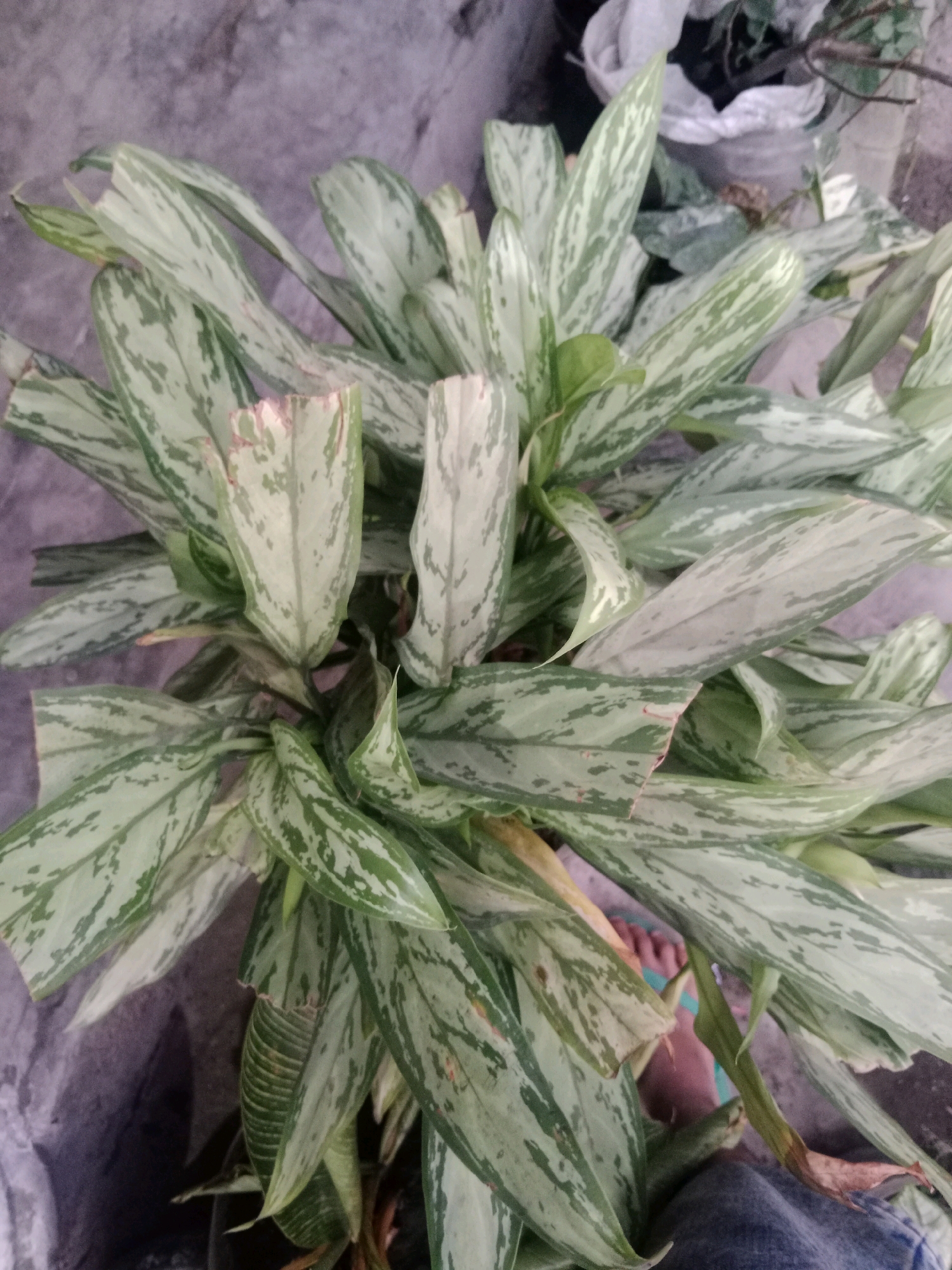 The image shows a close-up view of a leafy plant with green and silver variegated leaves, likely an Aglaonema variety, in Ringinrejo, Indonesia. The plant is positioned outdoors, with a grey, textured surface that appears to be concrete or stone in the background. To the right, a person's bare foot wearing a blue flip-flop is visible, partially obscured by the plant's foliage. The person is also wearing blue denim jeans. The overall environment suggests a casual outdoor setting, possibly a yard or garden.