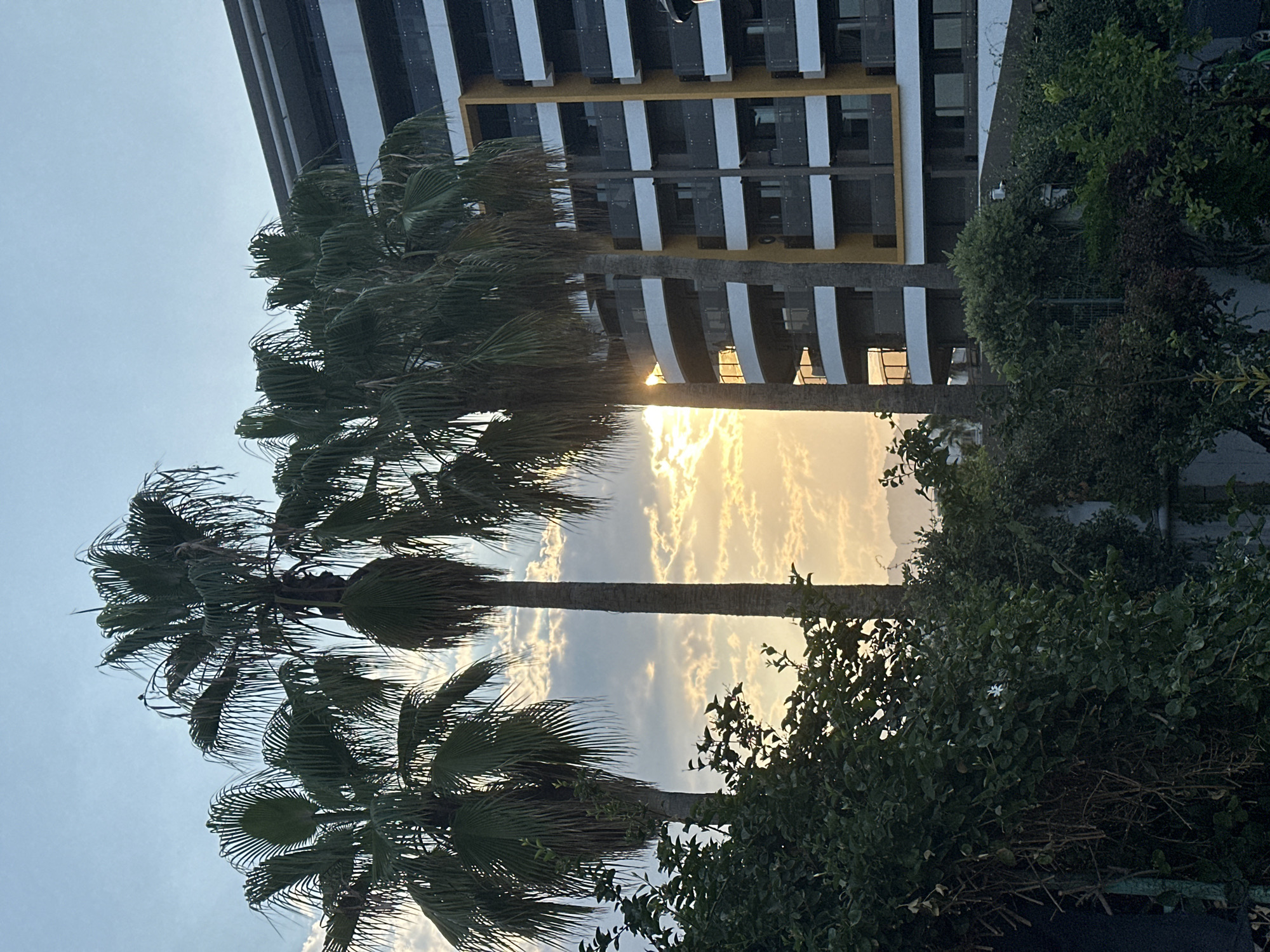 This image captures a scene in Konyaaltı, Turkey, featuring several palm trees in the foreground, their fronds reaching towards a sky with scattered clouds. The sun is setting or rising, casting a warm golden glow through the clouds and behind the palm trees. To the right of the palm trees stands a modern, multi-story building with a yellow and white facade and balconies. Lush green foliage and bushes fill the lower portion of the image, creating a natural border between the foreground and the building. In the distance, the silhouette of mountains is faintly visible against the horizon.