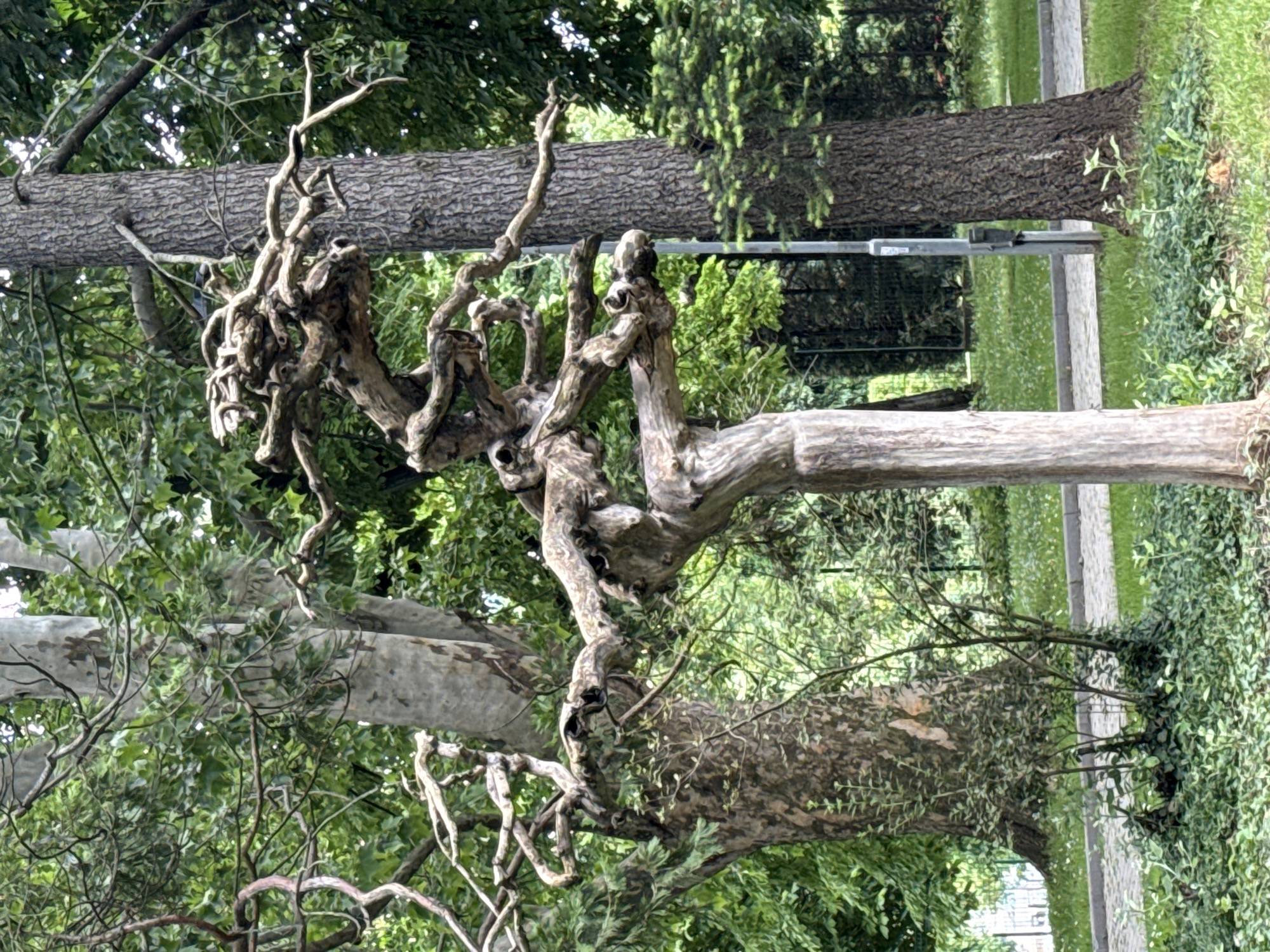The image depicts a contorted, mature tree with gnarled branches in a park setting. The bark of the tree is light gray and rough. The branches twist and turn in an unnatural fashion. Other trees with green foliage surround the central tree. In the background, a portion of a park walkway and a metal fence can be seen. The location is Veliko Tarnovo, Bulgaria.