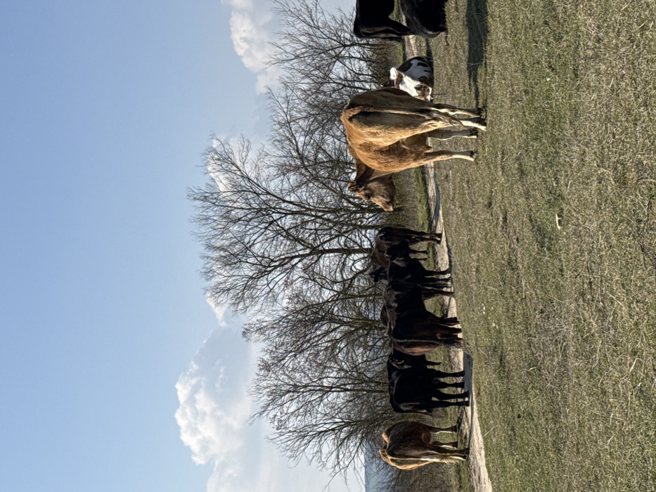 The image depicts a rural outdoor scene, presumed to be in the vicinity of Zdravets, Bulgaria. The foreground consists of dry, patchy green and brown grass on a gentle slope. A light-colored dirt path curves from the mid-left toward the right side of the frame, traversing the grassy area.
Approximately ten to twelve bovines are present. In the immediate foreground, positioned right of center, a light brown cow stands facing right, with its head turned slightly back towards the left, exposing its left flank and rear. Along the dirt path and to the left of the prominent brown cow, a group of eight to ten dark-colored cows, predominantly black or very dark brown, are standing or slowly moving. One light brown cow is partially visible on the far left, facing away from the viewer. On the right side of the frame, a black and white spotted cow is lying down on the grass, partially obscured, next to another dark-colored cow also resting on the ground.
In the mid-ground and background, a dense line of deciduous trees with bare branches extends across the horizon, indicating late autumn, winter, or early spring. The sky above is clear and light blue, with several scattered white cumulus clouds visible, particularly on the left side. The lighting suggests a bright, sunny day, with visible shadows cast by the animals and trees. No human figures or man-made structures are discernible beyond the dirt path.