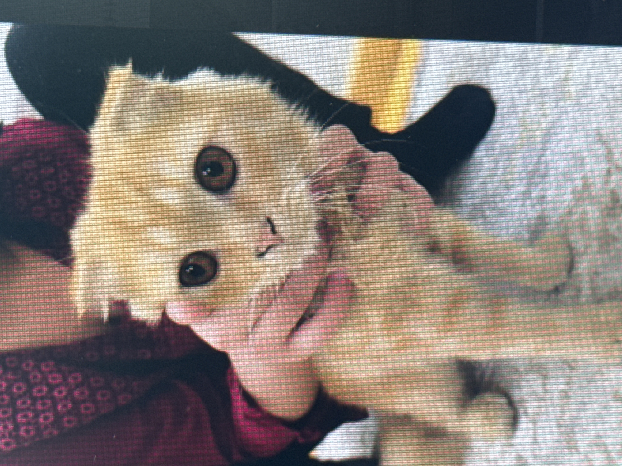A close-up, low-resolution image shows a person's hands holding a light orange cat with folded ears. The cat has large, round brown eyes. The person is wearing a dark red garment with a patterned design on the left side of the image. The background is out of focus and appears to be a light-colored surface, possibly a blanket or rug. A dark object, possibly a shoe or bag, is visible on the right side. There is no information to suggest the location is Tashkent, Uzbekistan.