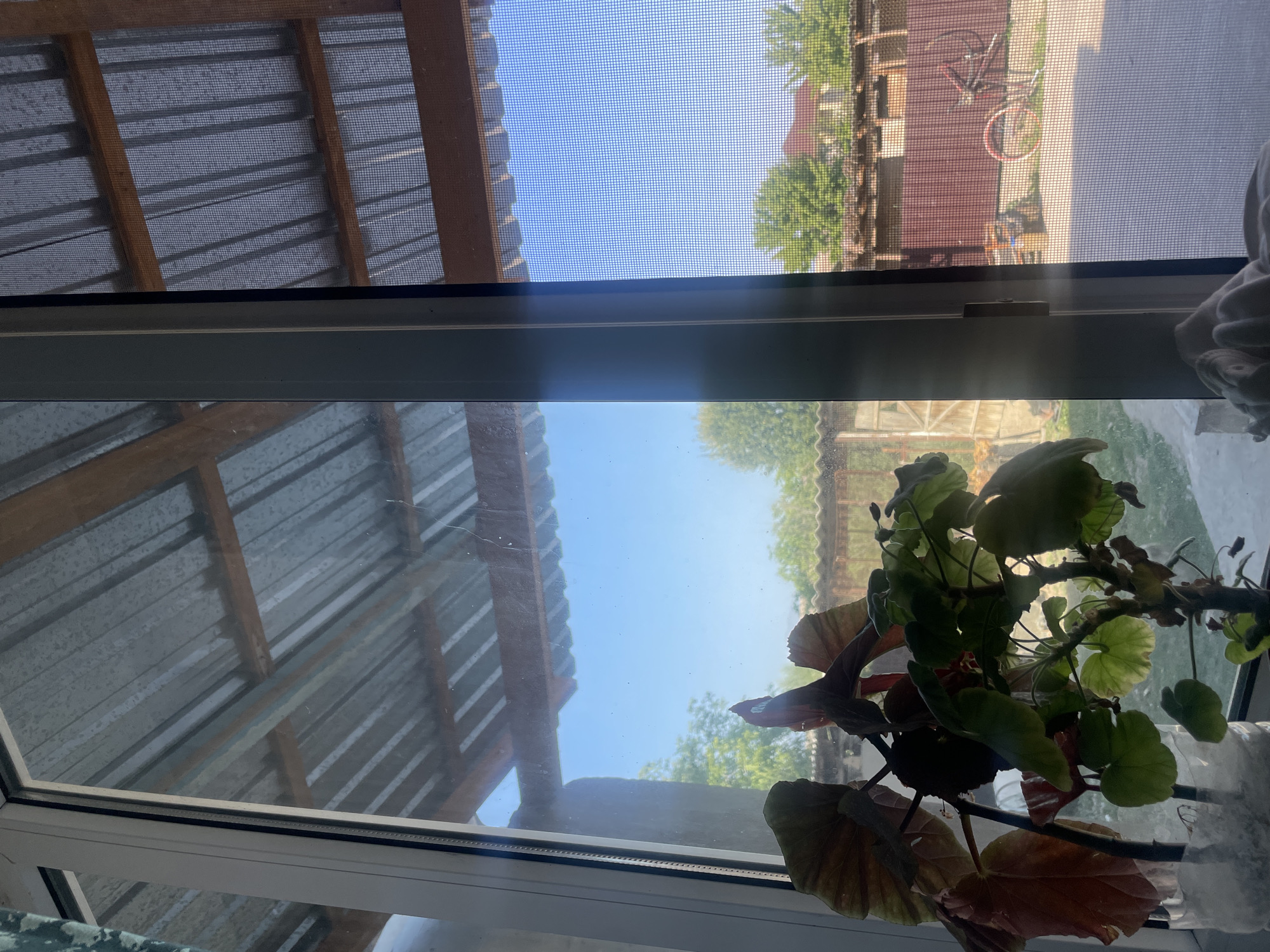 The image depicts a view through a window with a screen, looking out onto a courtyard or yard. In the foreground, on the left side of the window, a plant with large, reddish-brown and green leaves is visible in a clear plastic container. The plant is positioned to the left of the window frame that divides the view.

The outdoor scene shows a corrugated metal roof supported by wooden beams, suggesting an open-sided structure. Beyond this, the sky is clear and blue. Further into the yard, there is a brown wooden fence and what appears to be a building with a red roof. A bicycle with red rims is leaning against the fence on the right side of the image. The ground in the yard is paved or covered with gravel.

The location is stated as the city of Kara-Tektir, Kyrgyzstan. The lighting suggests it is daytime, likely late morning or early afternoon, with sunlight casting shadows and creating a bright atmosphere. There are no people visible in the image, and no specific actions are taking place. The scene is static and observational.