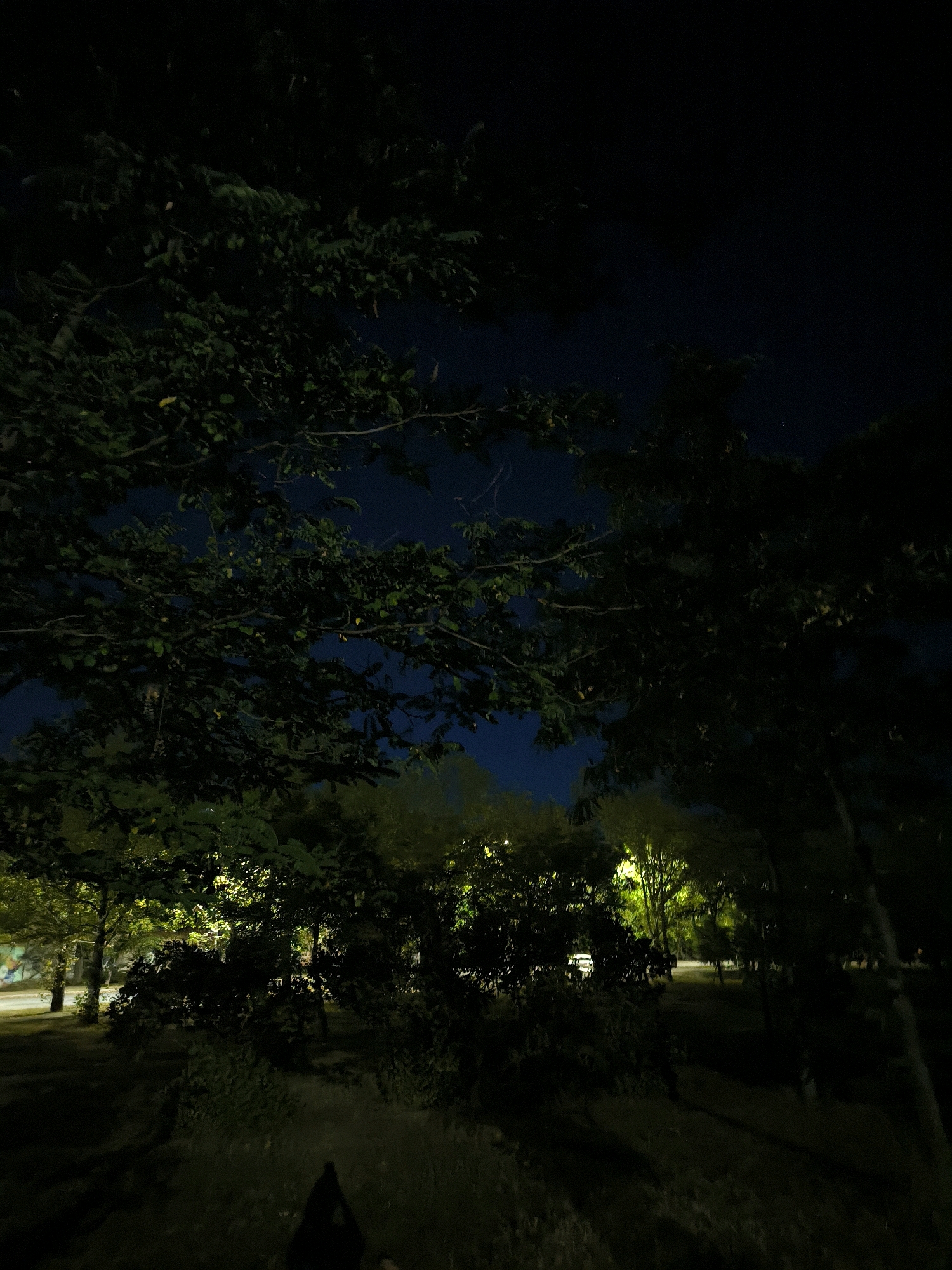 The image depicts a nighttime scene in a park or wooded area. Large trees with dense foliage dominate the foreground and mid-ground, their leaves appearing dark green and silhouetted against a deep blue night sky. Some of the foliage is illuminated by artificial lights, creating a contrast between shadowed and lit areas. In the background, there are hints of more trees and possibly some buildings or infrastructure, suggesting an urban or semi-urban environment. The ground appears to be covered in grass and possibly dirt. In the lower right corner of the image, a dark shadow of a person is visible, indicating the presence of at least one individual. The overall atmosphere is dark and slightly mysterious, with limited visibility due to the nighttime setting. The specific location in Mykolaiv, Ukraine, cannot be determined from the visual information provided in the image.
