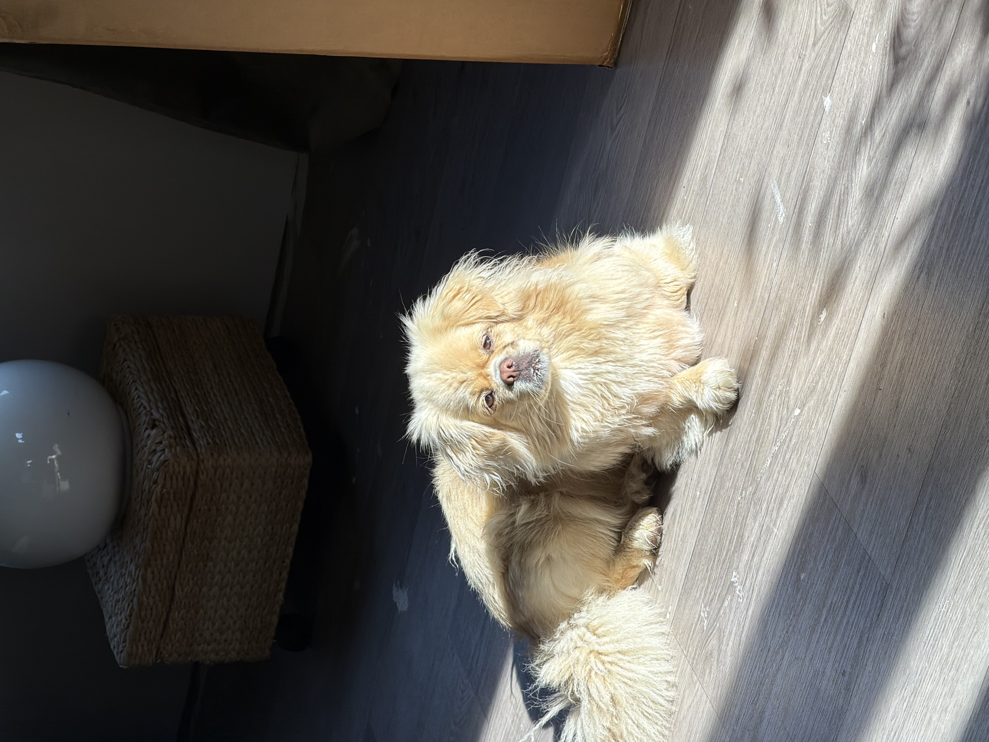 A light-colored dog with long fur lies on a wooden floor bathed in sunlight. The dog is facing the camera, with its head tilted slightly. Its tail is fluffy and curled to its left. Shadows streak across the floor from what appears to be a window or blinds. In the background, to the left, is a woven storage box with wheels, topped with a large white spherical object. To the right, a portion of a cardboard box is visible. There are no people in the image, and the scene is indoors. The location is not identifiable as Harstad, Norway.