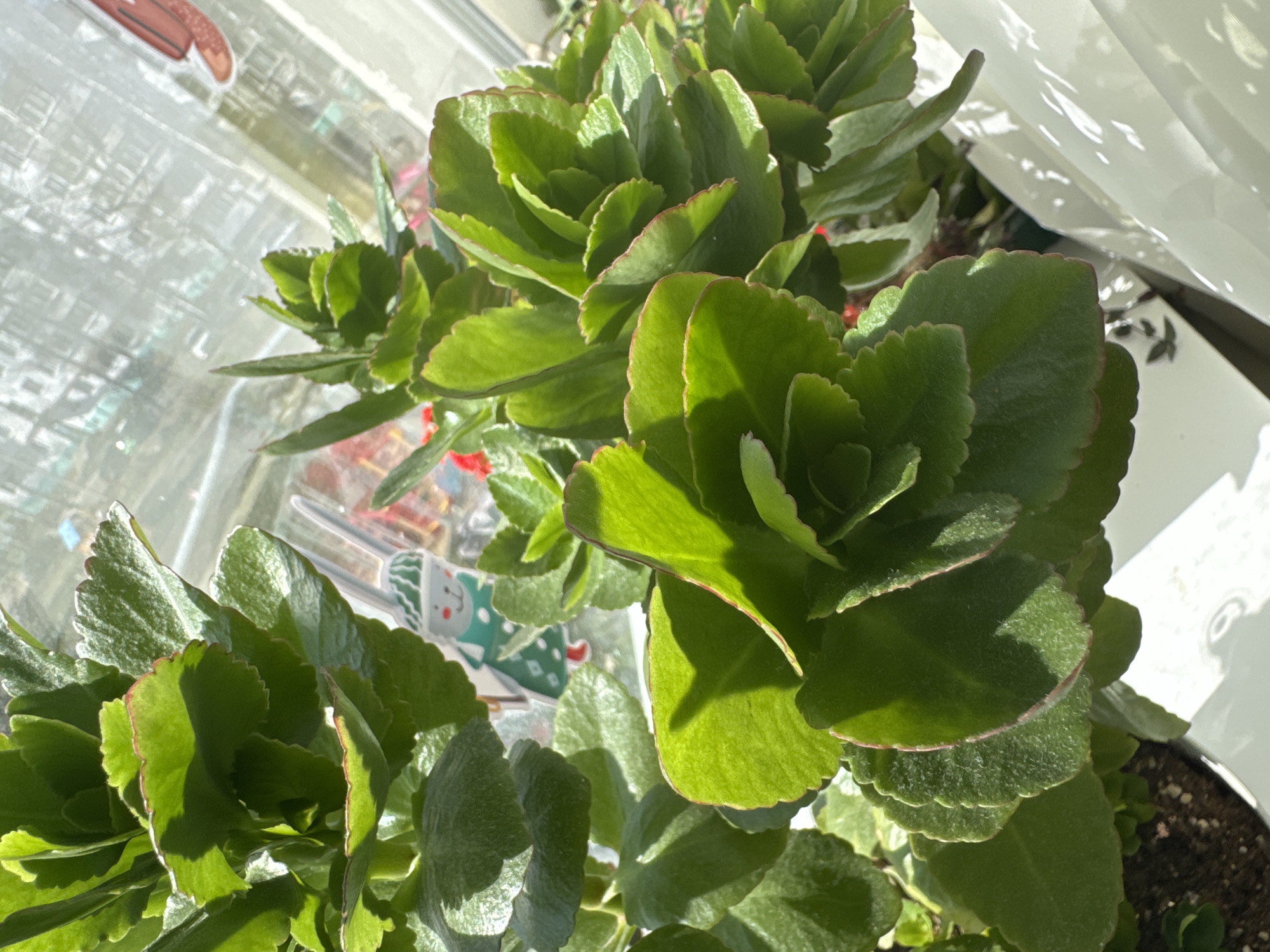 A close-up, high-angle shot shows a Kalanchoe blossfeldiana plant in a pot, likely indoors, bathed in bright sunlight filtering through a window. The plant exhibits thick, succulent green leaves with reddish edges, densely packed. The pot is partially visible on the lower right, revealing dark potting soil. The background includes a window with a translucent curtain on the right and a semi-transparent window covering on the left. The window covering features a design with a cartoon-like snowman and other Christmas-themed stickers. The location in Chaikovsky, Russia is not discernable from this image alone.