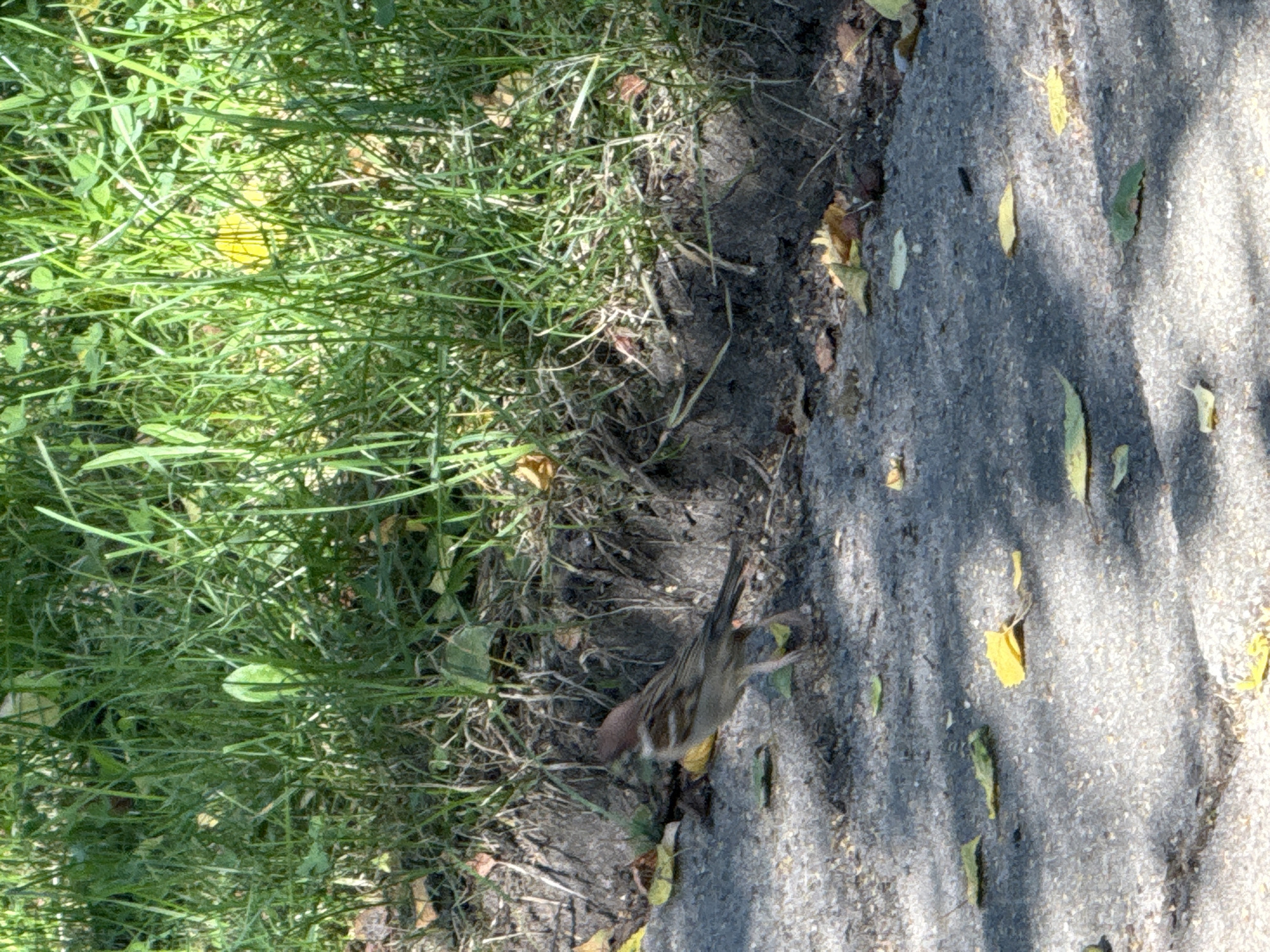 In Rudamina, Lithuania, a sparrow is standing on a paved path next to a grassy area. The bird is facing left, with its head slightly turned. It has brown and white feathers. The ground is covered with scattered yellow and green leaves. Sunlight casts shadows on the path. The background is filled with green grass and some dirt.