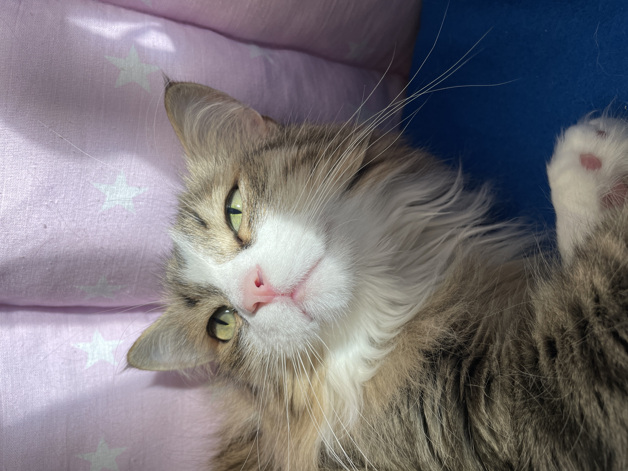 A domestic long-haired cat is depicted resting comfortably indoors, looking directly at the viewer. The cat has striking green eyes, a pink nose, and prominent white whiskers. Its fur is a mix of white, brown, and grey tabby patterns, with a fluffy white chest and muzzle. One white paw with pink toe beans is visible in the upper right corner of the frame.
The cat is lying on soft bedding. To the left, there is a pink fabric surface patterned with white stars, which appears to be a blanket or cushion. To the right, a plain blue fabric surface is visible. Bright, natural light illuminates the scene, casting subtle shadows on the pink fabric, suggesting the presence of sunlight, possibly from a nearby window, indicating a daytime setting. The cat's expression appears relaxed and content. There is no visible text in the image. The scene takes place in Izhevsk, Russia.