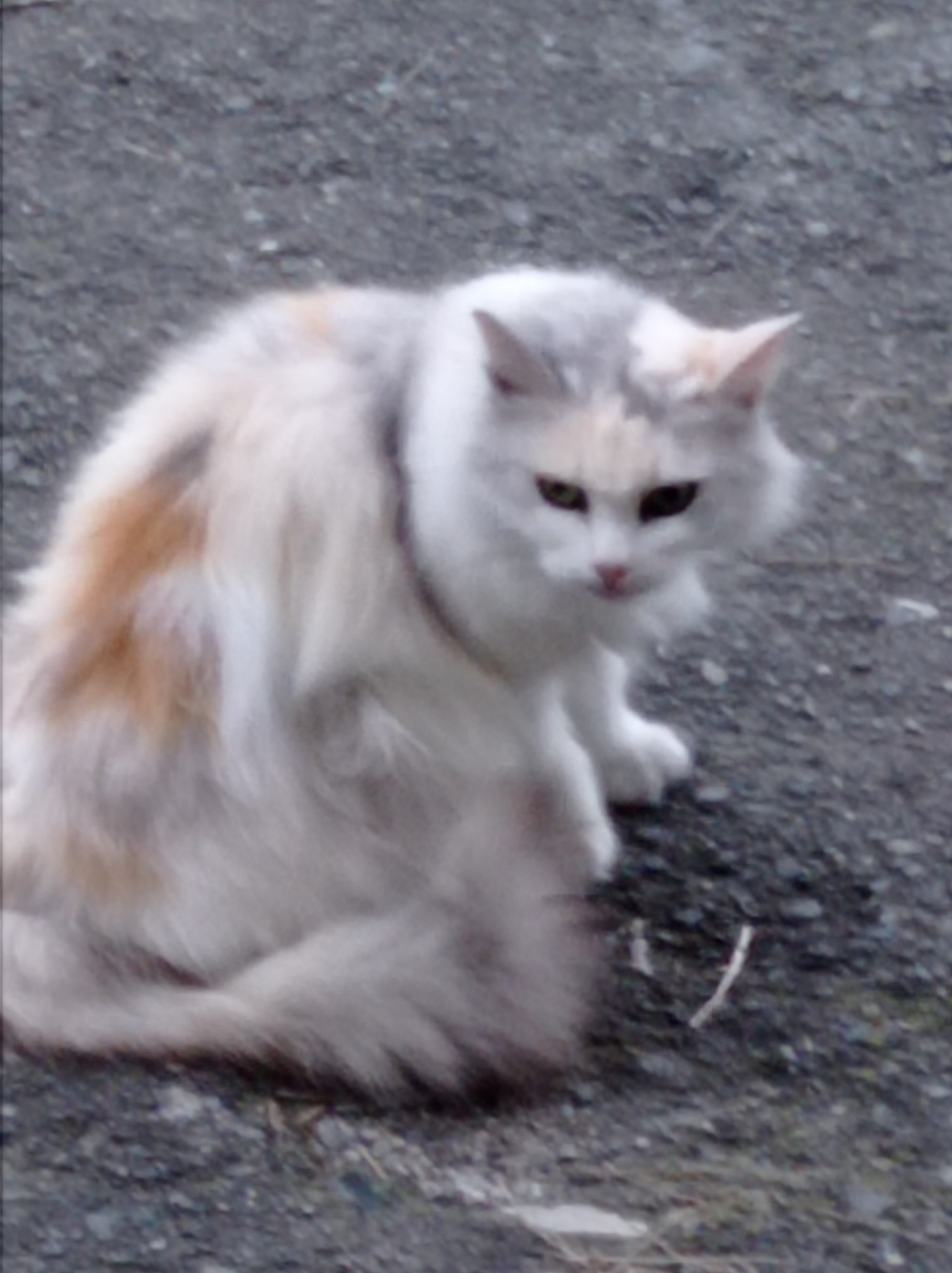 A calico cat with white, grey, and orange fur is sitting on a dark, gravelly surface. The cat's fur is long and appears fluffy, especially around its tail and body. Its eyes are green and it is looking towards the right side of the frame. The background is out of focus and consists of the same dark gravel. There are no people or other animals visible in the image. The scene is outdoors and appears to be a general, unadorned exterior surface. There are no specific identifiable landmarks or structures that would suggest a particular location within Degtyarsk, Russia.