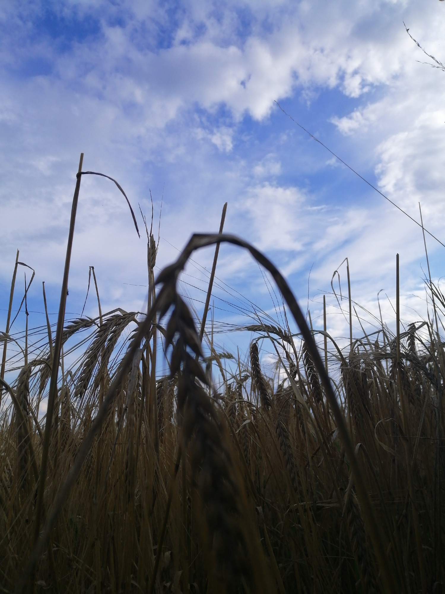The image depicts a low-angle view of a wheat field under a bright blue sky with scattered white clouds. The wheat stalks are dry and golden, some bending over. The focus is on the texture and detail of the wheat heads and stalks in the foreground, with the sky serving as a backdrop. There are no people or animals visible in the image. The scene appears to be a natural landscape, possibly in a rural area. Without specific landmarks or identifying features, pinpointing the exact location in Mali Kuskivtsi, Ukraine, from the image alone is not possible.