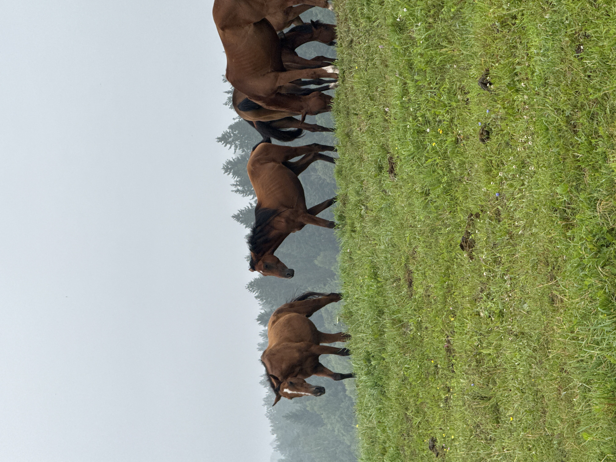 In Galinė, Lithuania, a group of brown horses graze on a grassy hillside under a cloudy sky. The horses are spread across the frame, some standing and some with their heads down grazing. The hillside is covered in lush green grass with scattered small wildflowers. Behind the horses, a dense forest of evergreen trees forms a dark green line against the pale, overcast sky. The overall atmosphere is tranquil and natural.